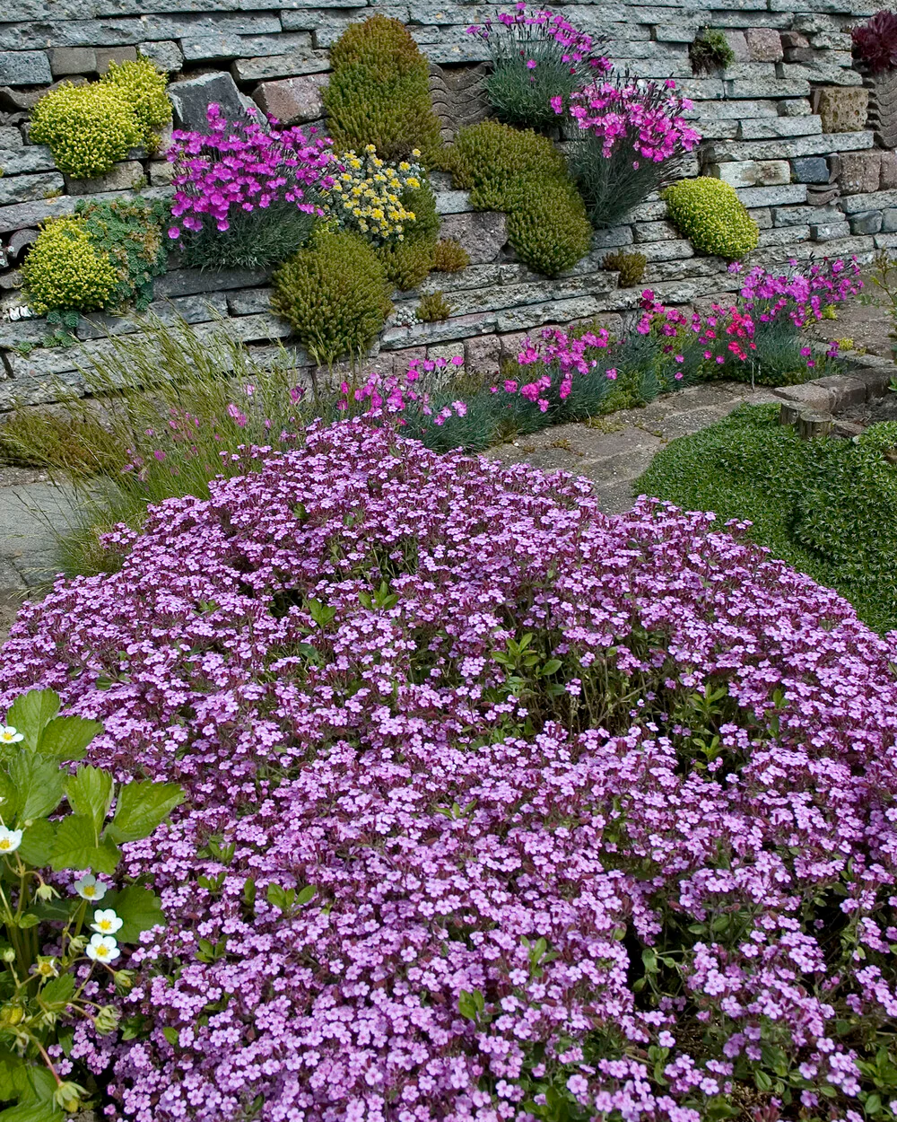 Saponaria ocymoides - Image 8