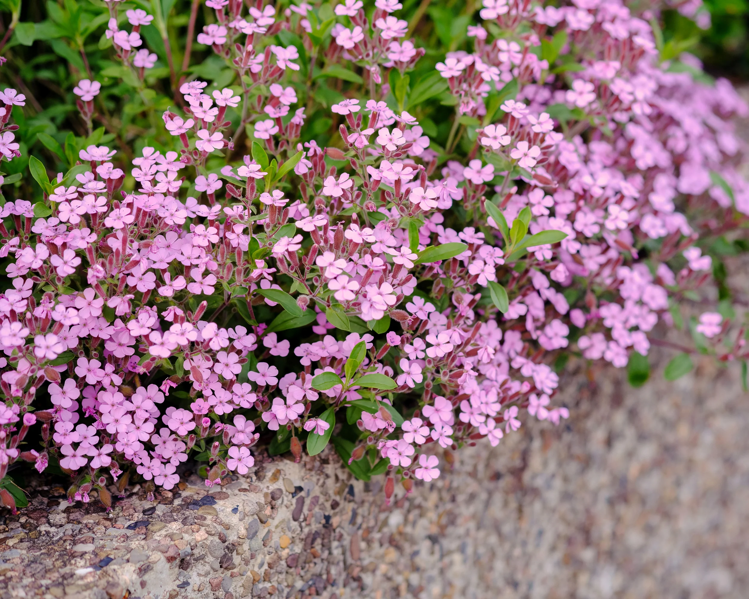 Saponaria ocymoides - Image 9