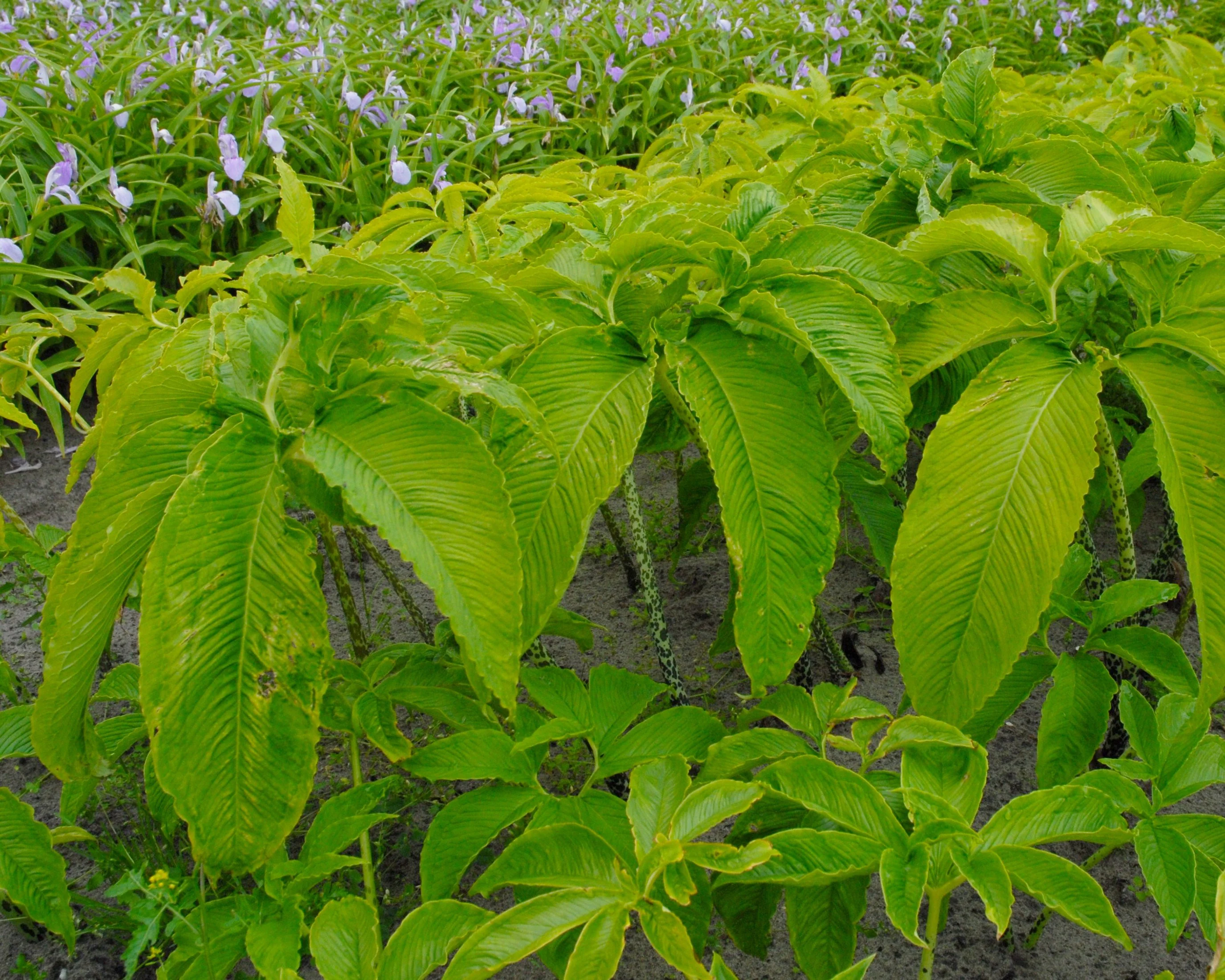 Sauromatum venosum - Image 5