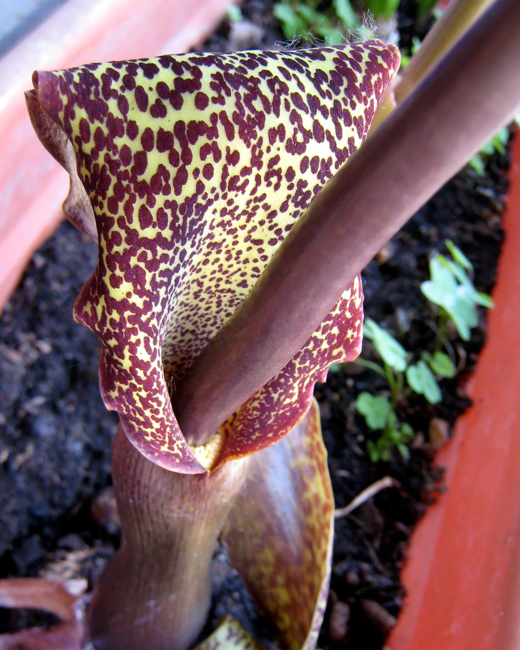 Sauromatum venosum - Image 6