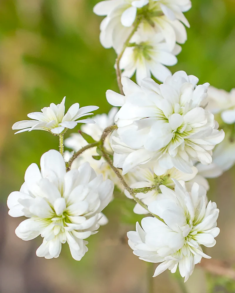 Saxifraga granulata 'Flore Pleno'