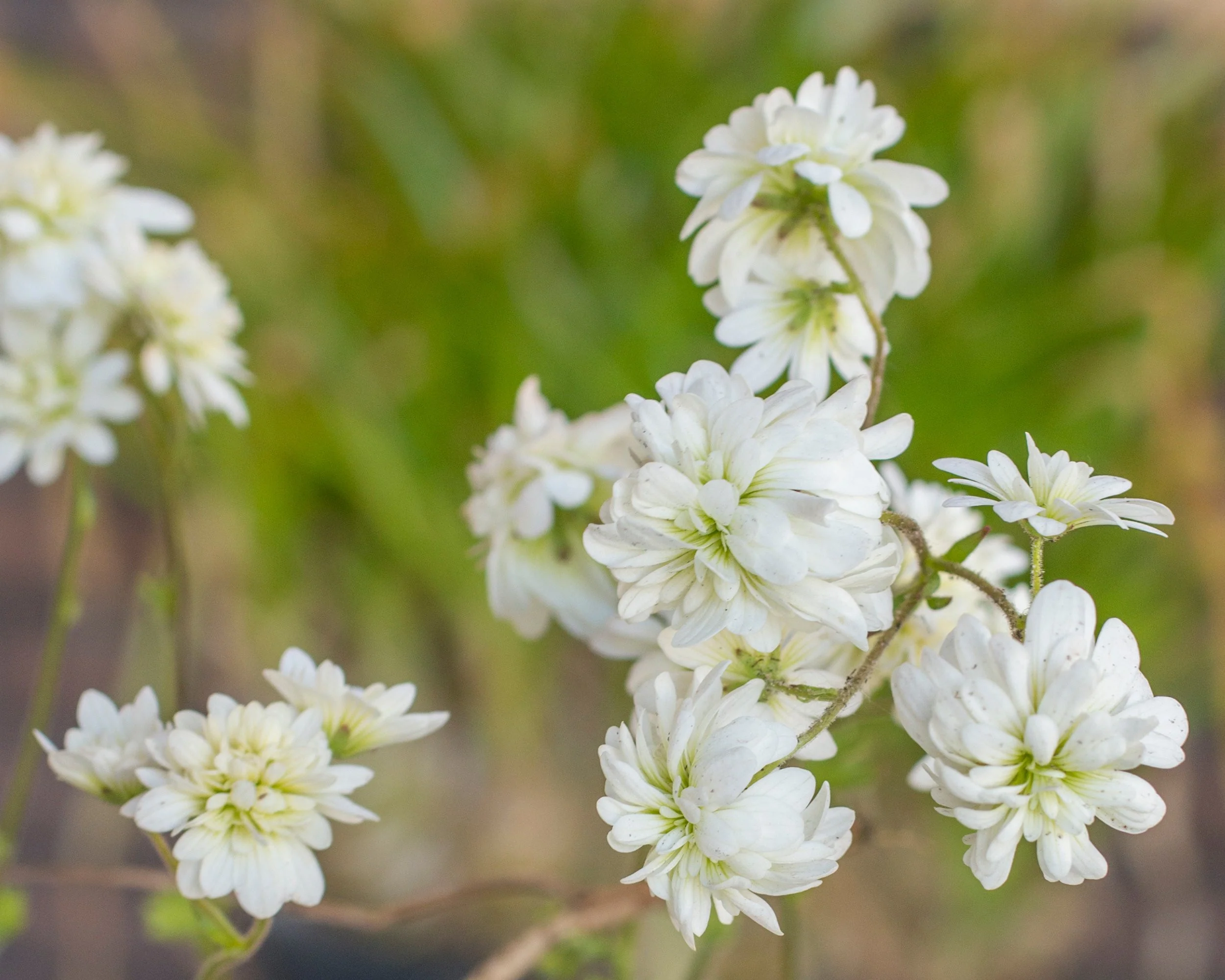 Saxifraga granulata 'Flore Pleno' - Image 5