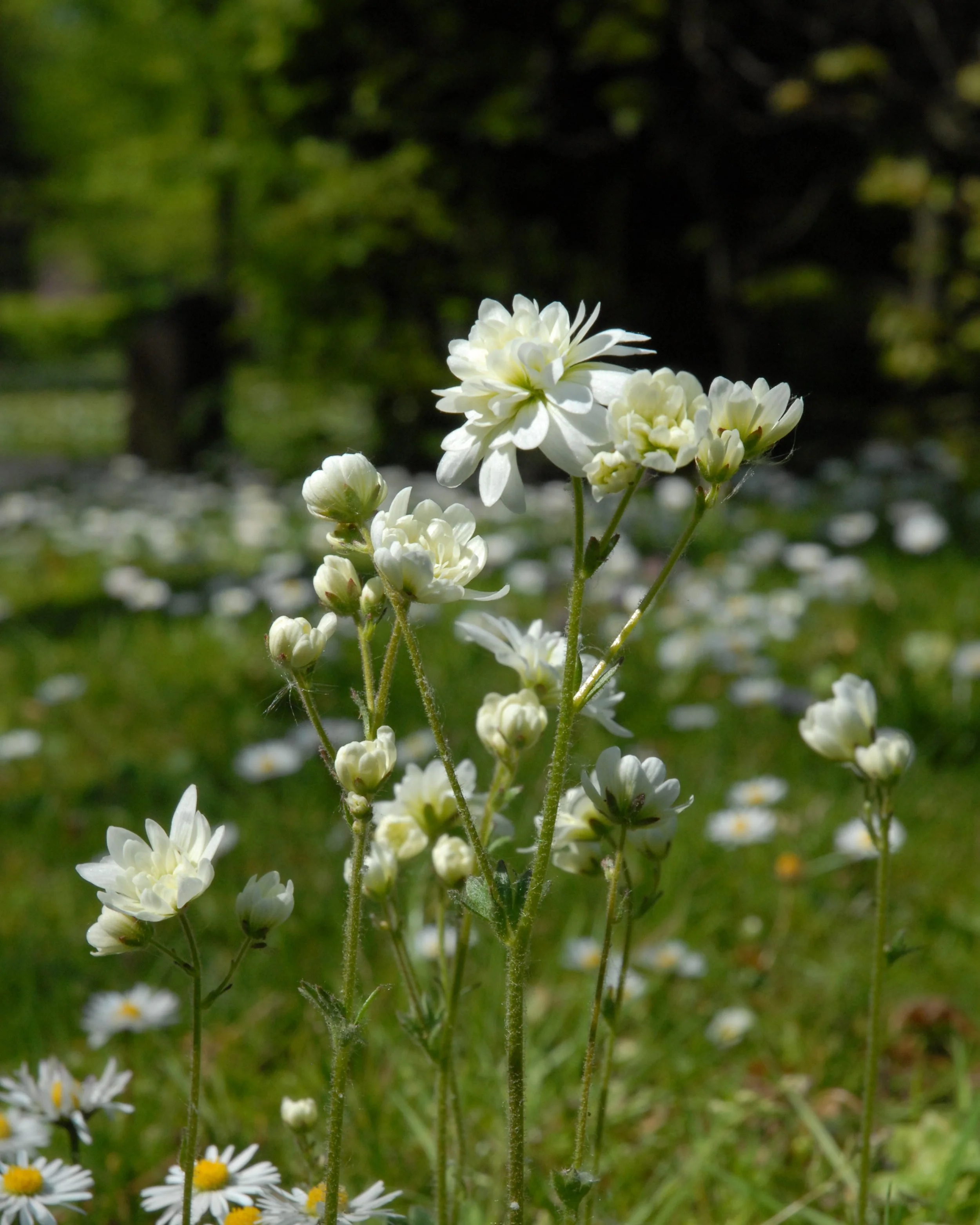Saxifraga granulata 'Flore Pleno' - Image 6