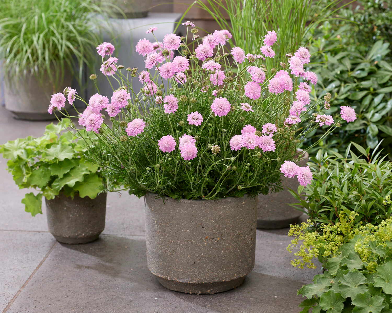 Scabiosa 'Kudo Pink' - Image 2