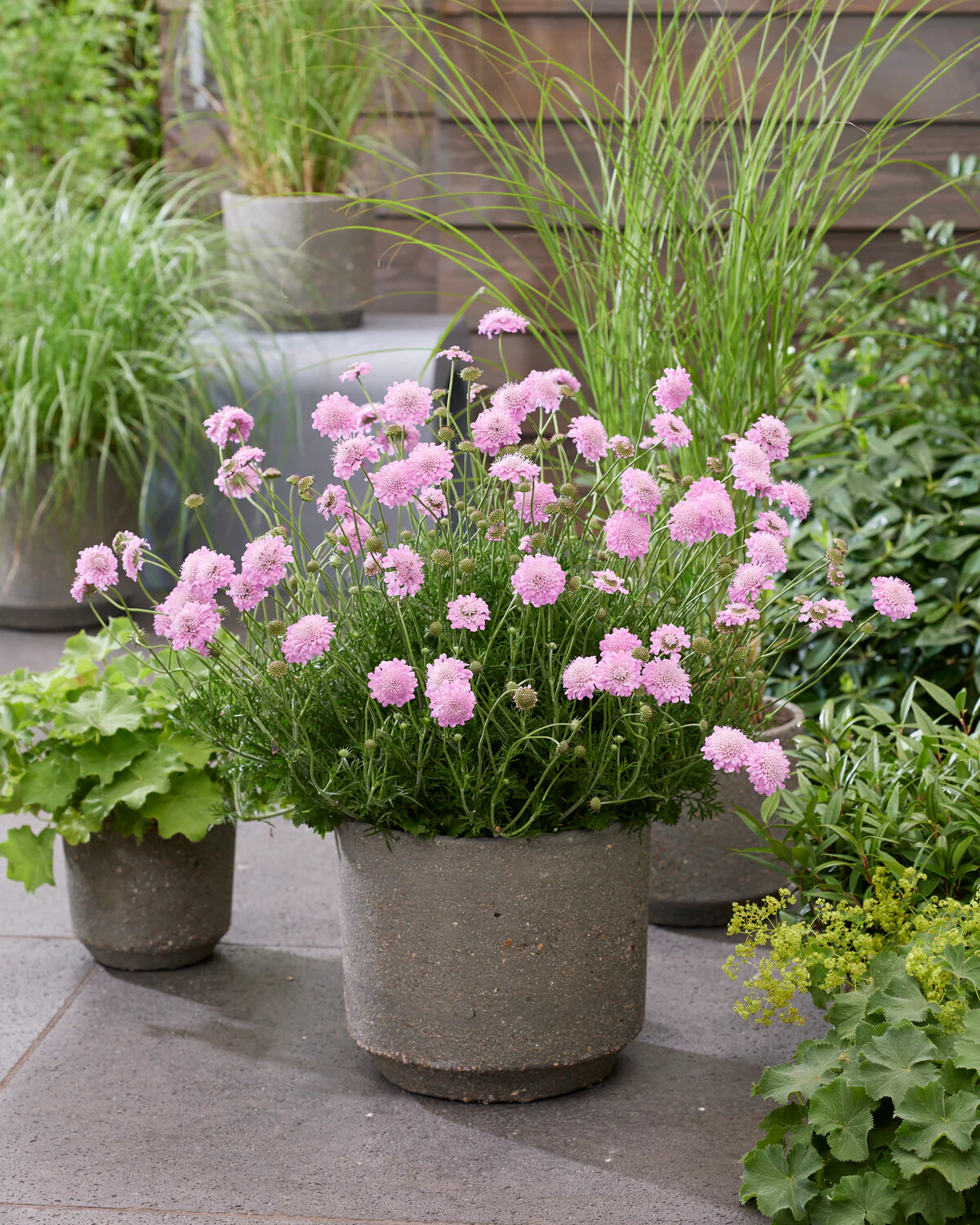 Scabiosa 'Kudo Pink' - Image 3