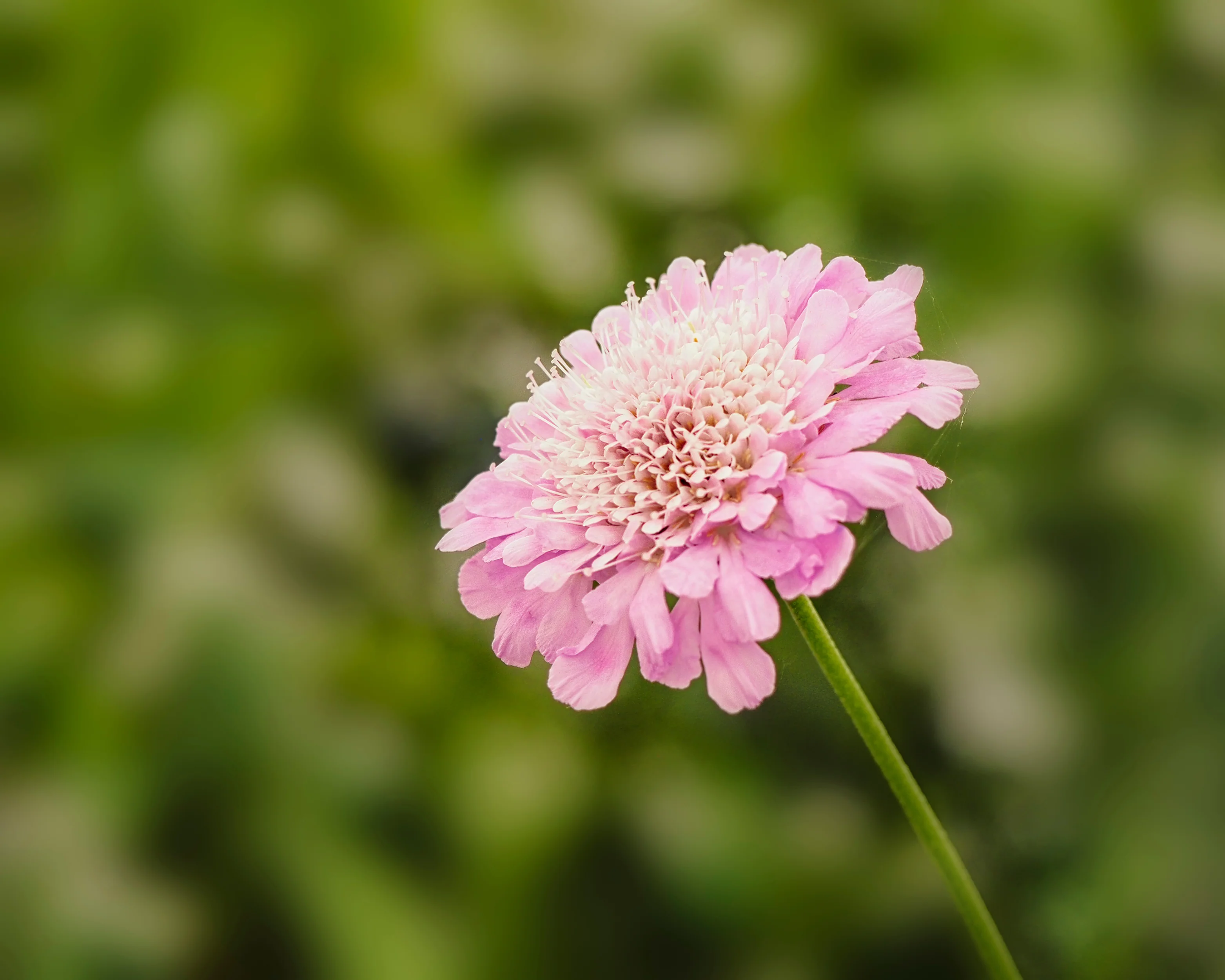 Scabiosa 'Kudo Pink' - Image 4