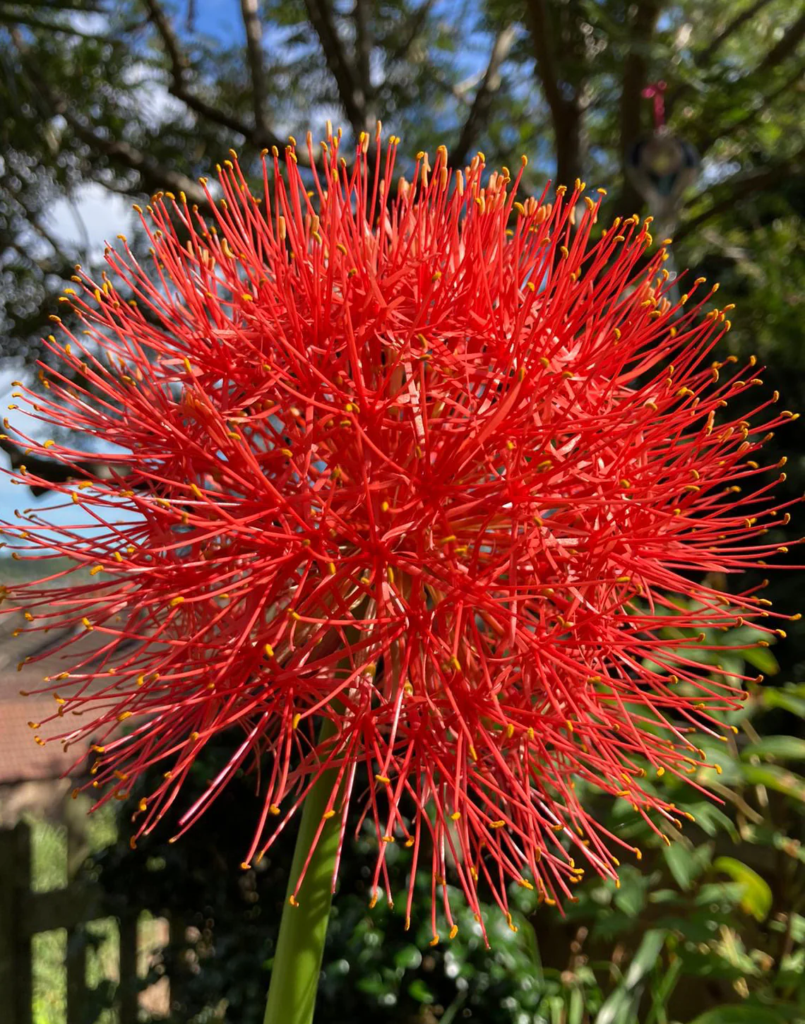 Scadoxus multiflorus - Image 4