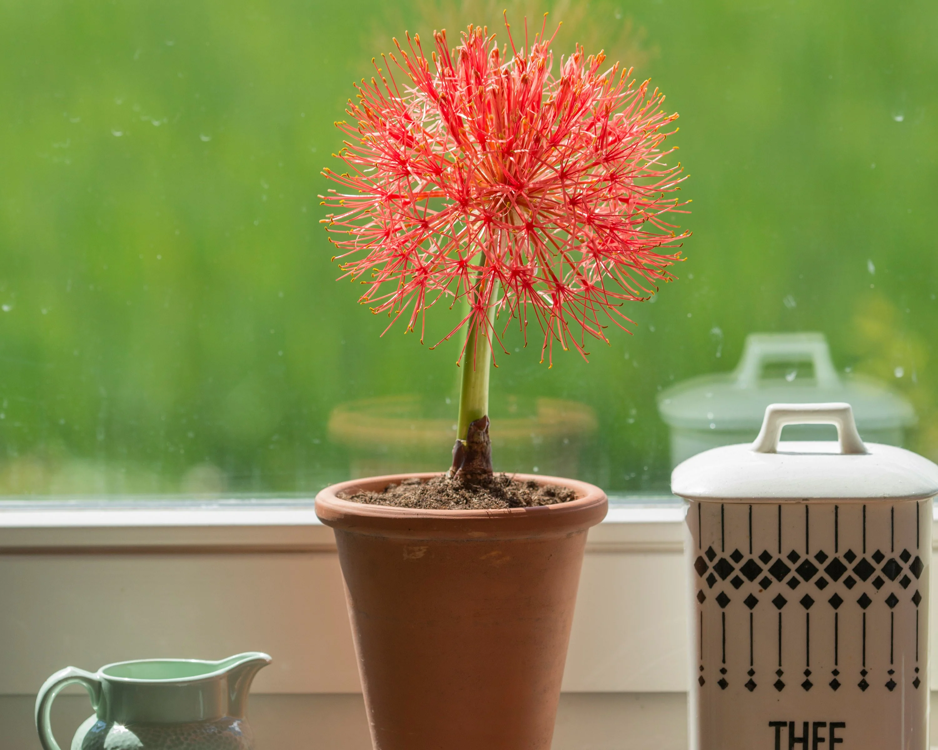 Scadoxus multiflorus - Image 5