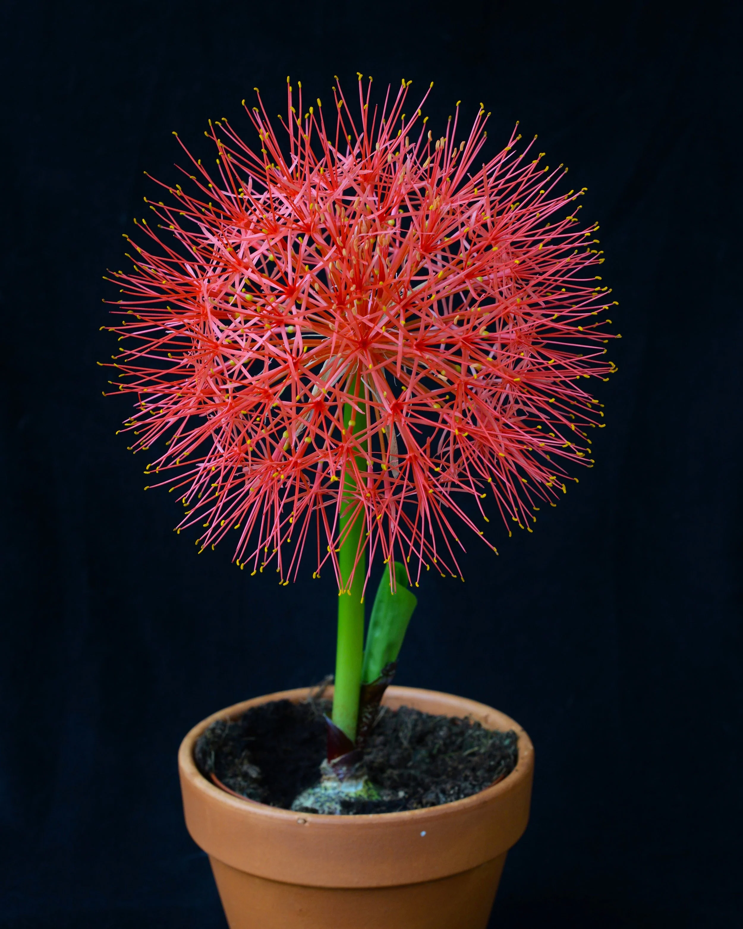 Scadoxus multiflorus - Image 6