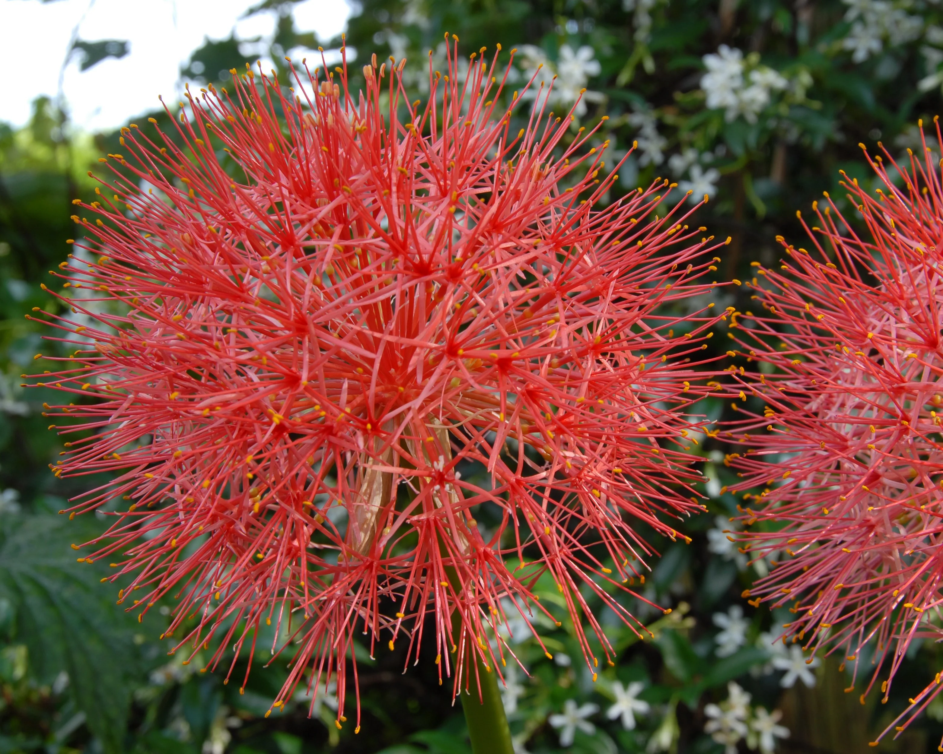 Scadoxus multiflorus - Image 7