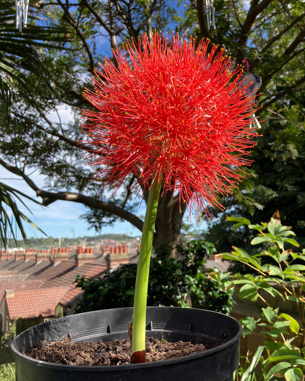 Scadoxus multiflorus - Image 9