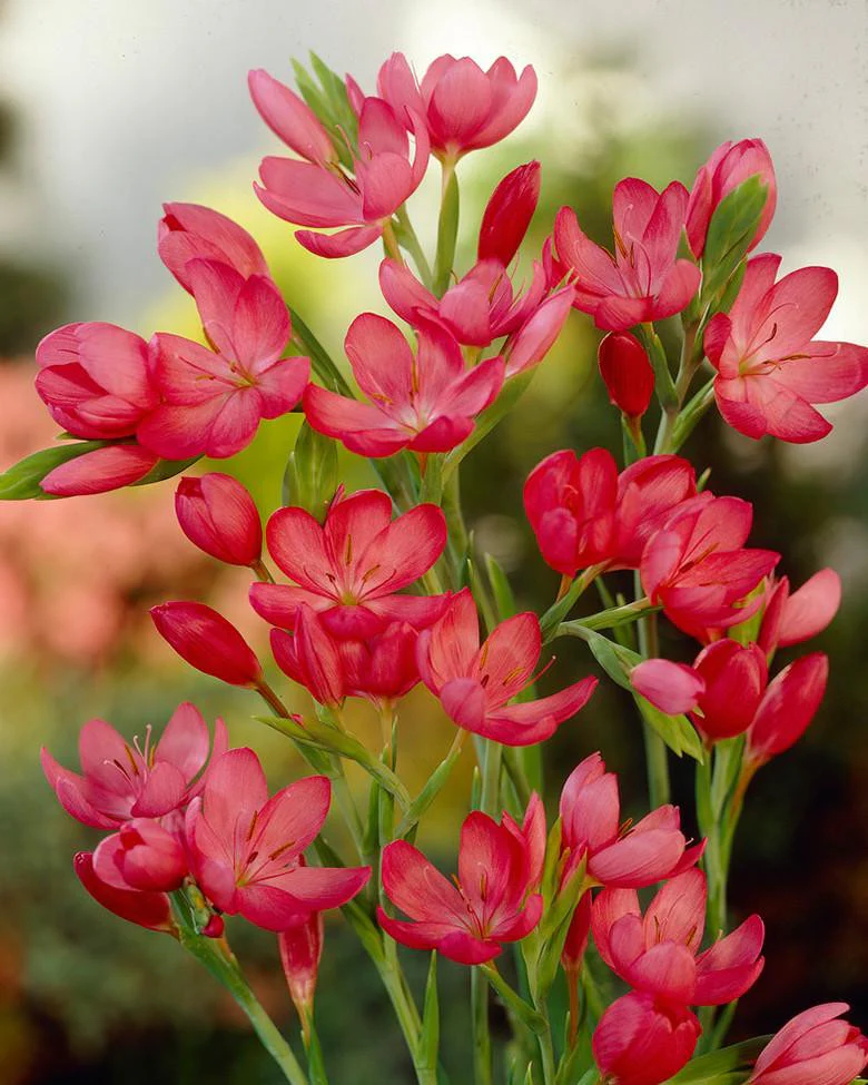Schizostylis 'Major' - Image 3