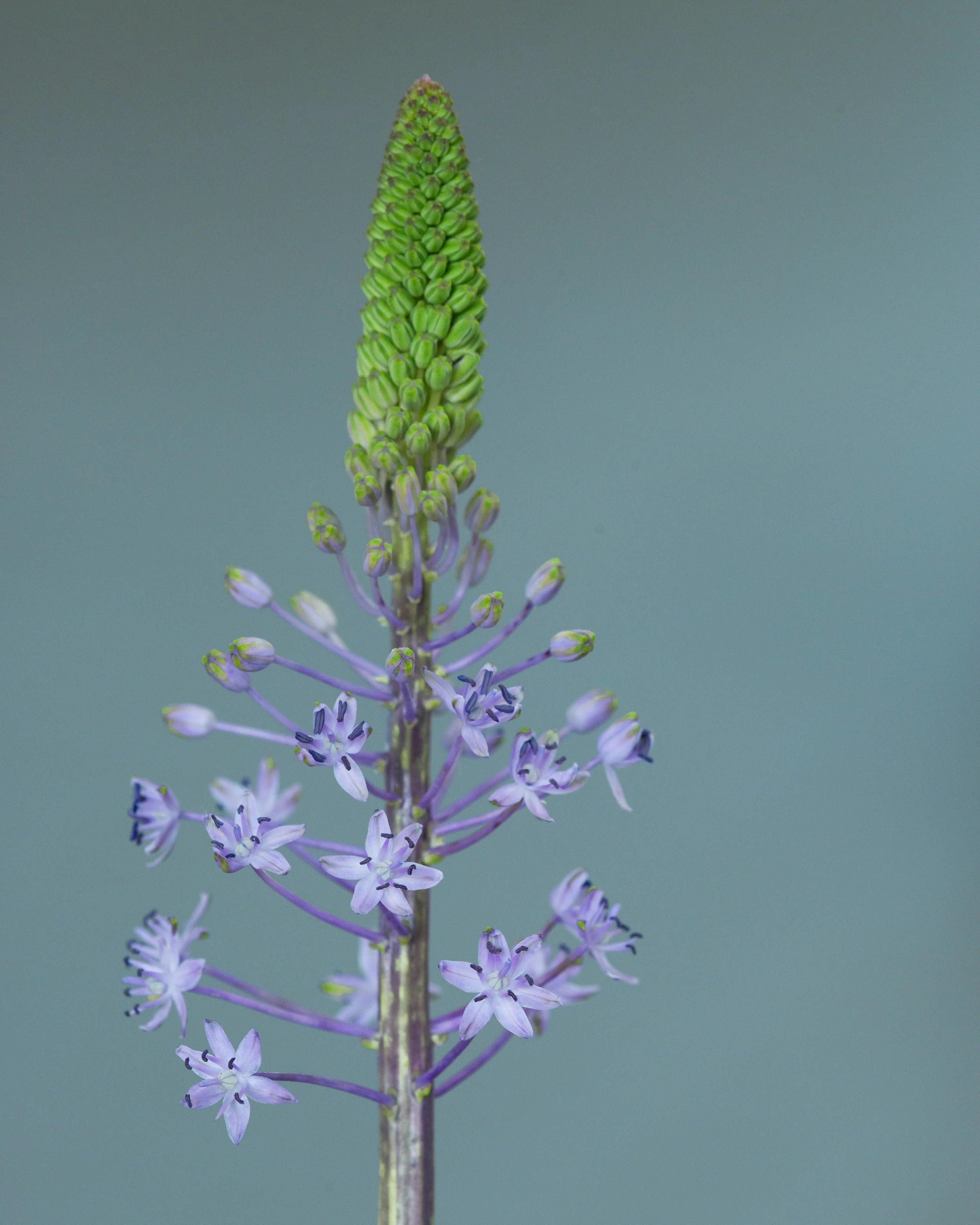 Scilla 'Blue Arrow' - Image 4
