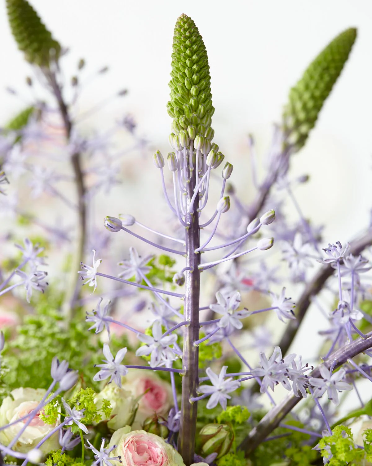 Scilla 'Blue Arrow' - Image 5