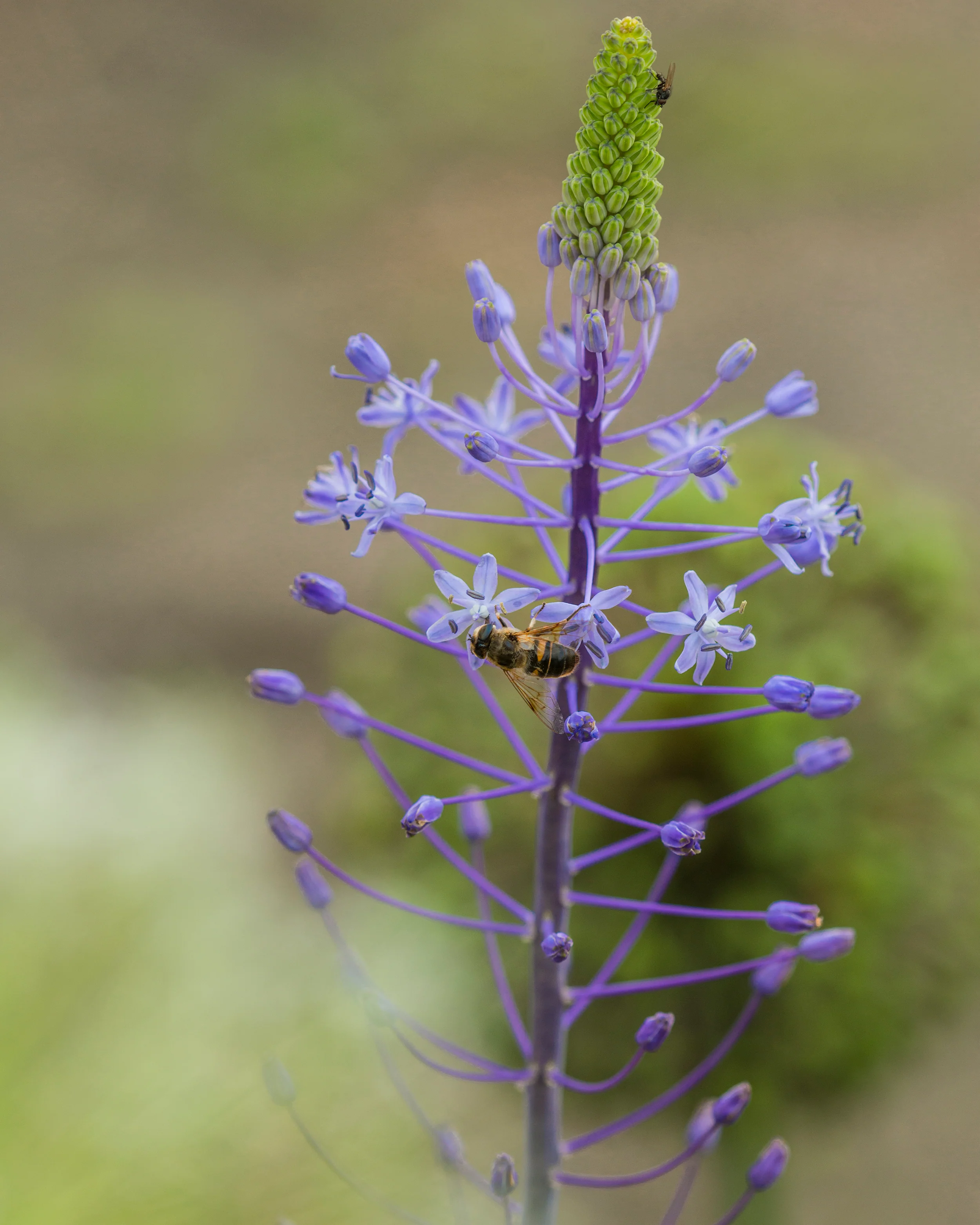 Scilla 'Blue Arrow' - Image 6