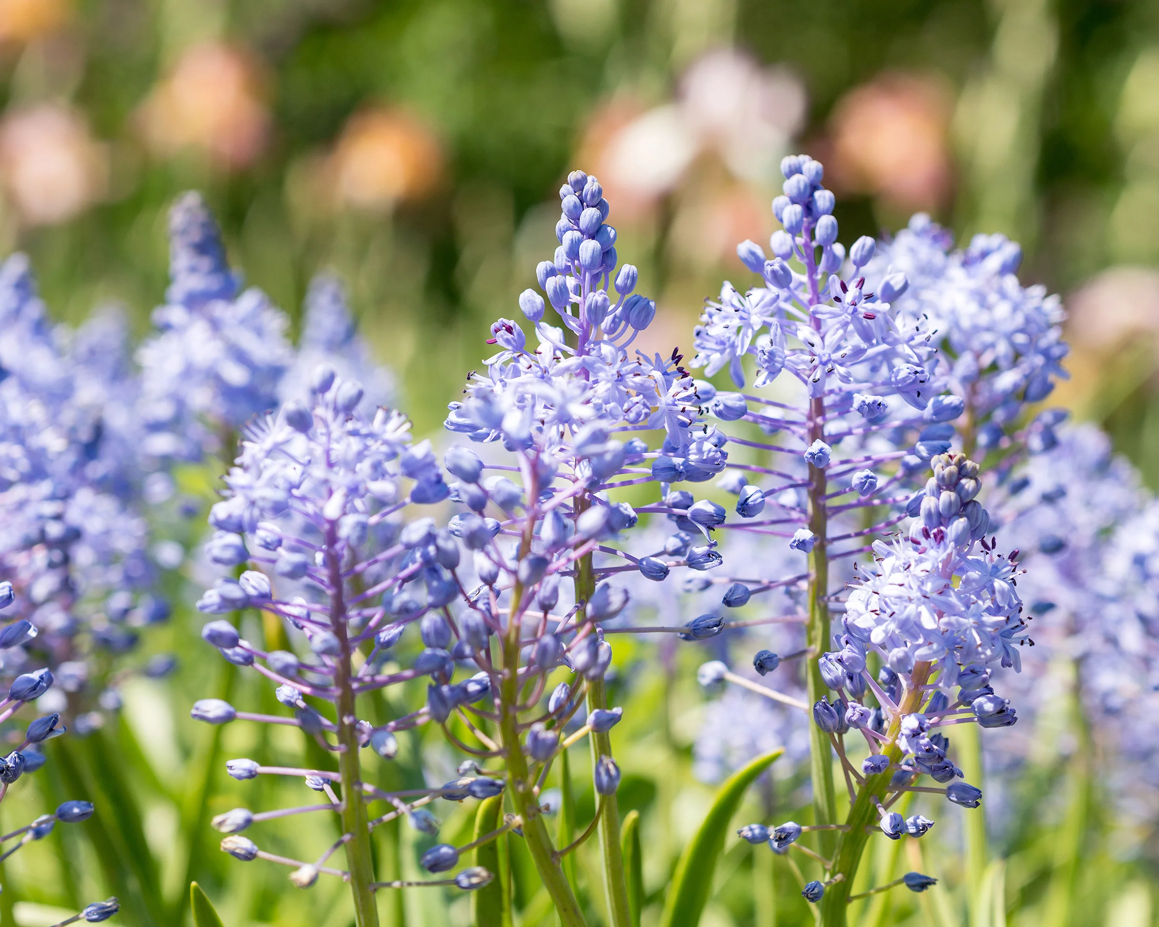 Scilla litardierei - Image 2