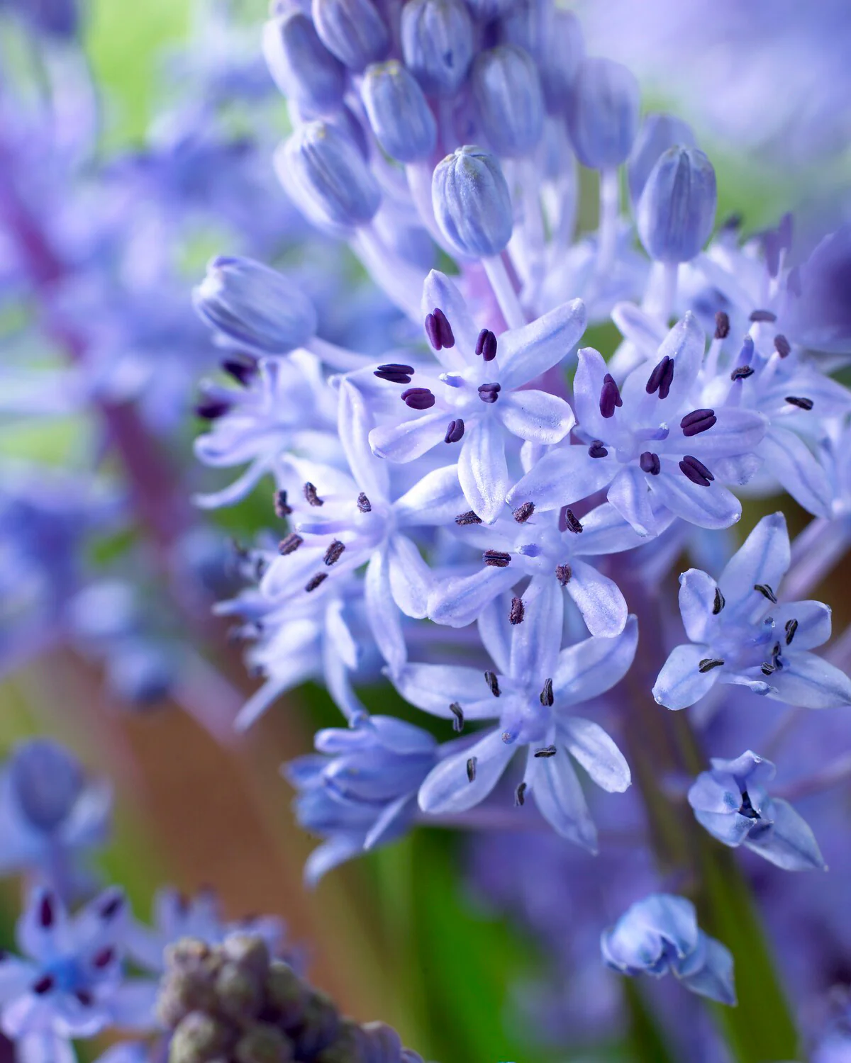 Scilla litardierei - Image 3