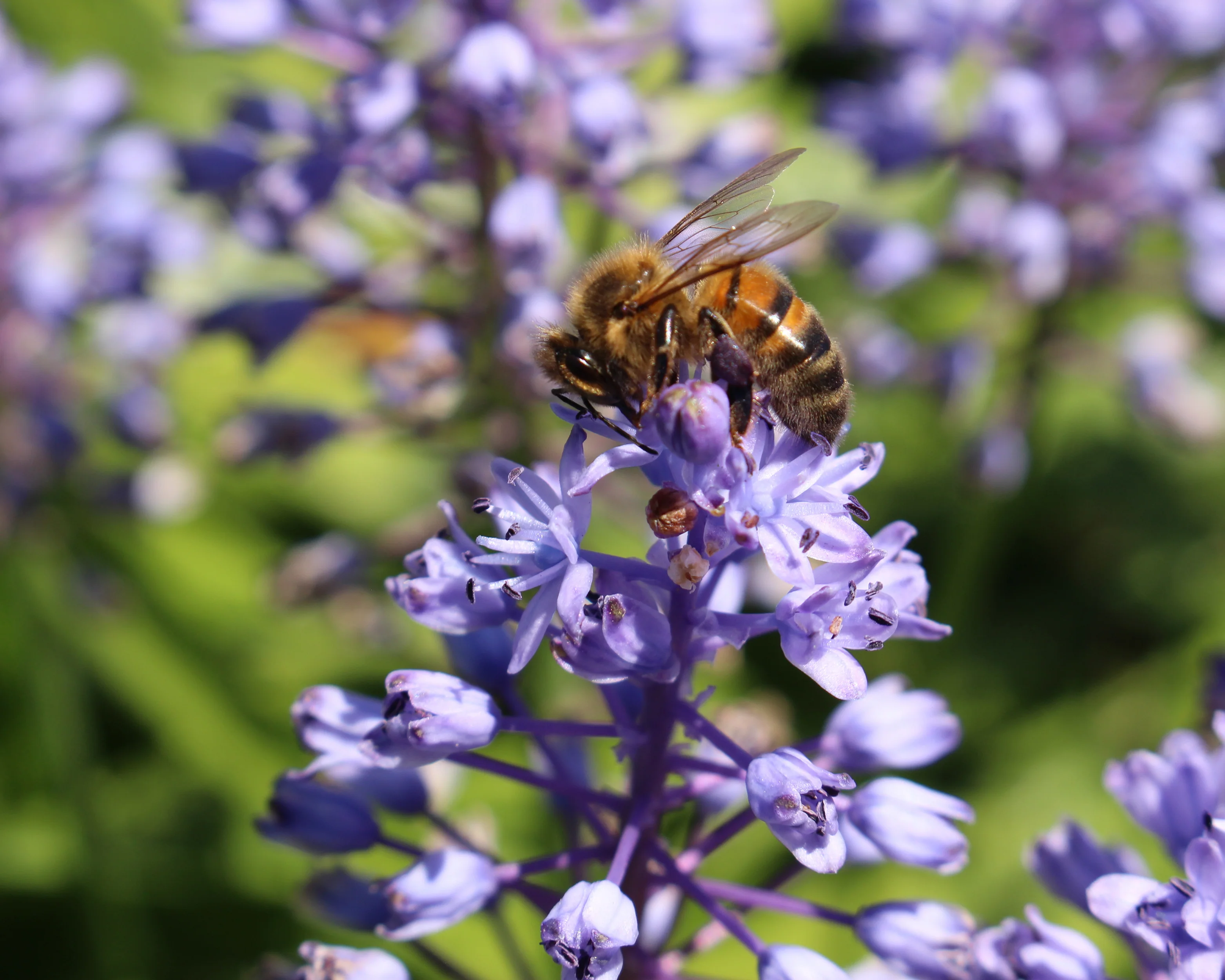 Scilla litardierei - Image 4