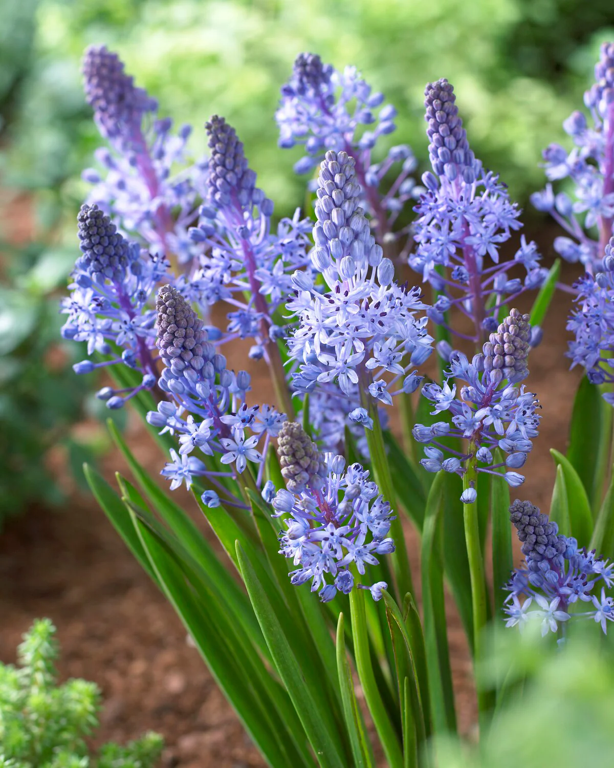 Scilla litardierei - Image 5