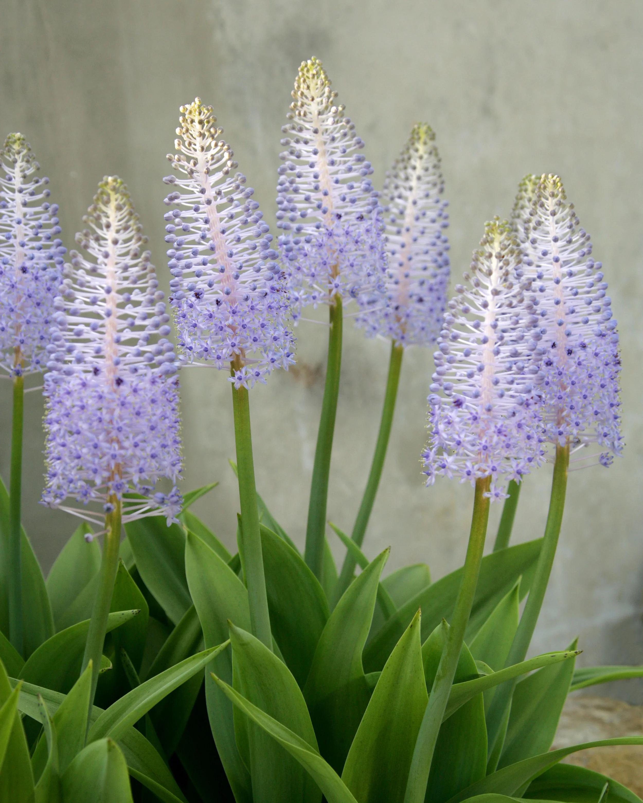 Scilla madeirensis - Image 2