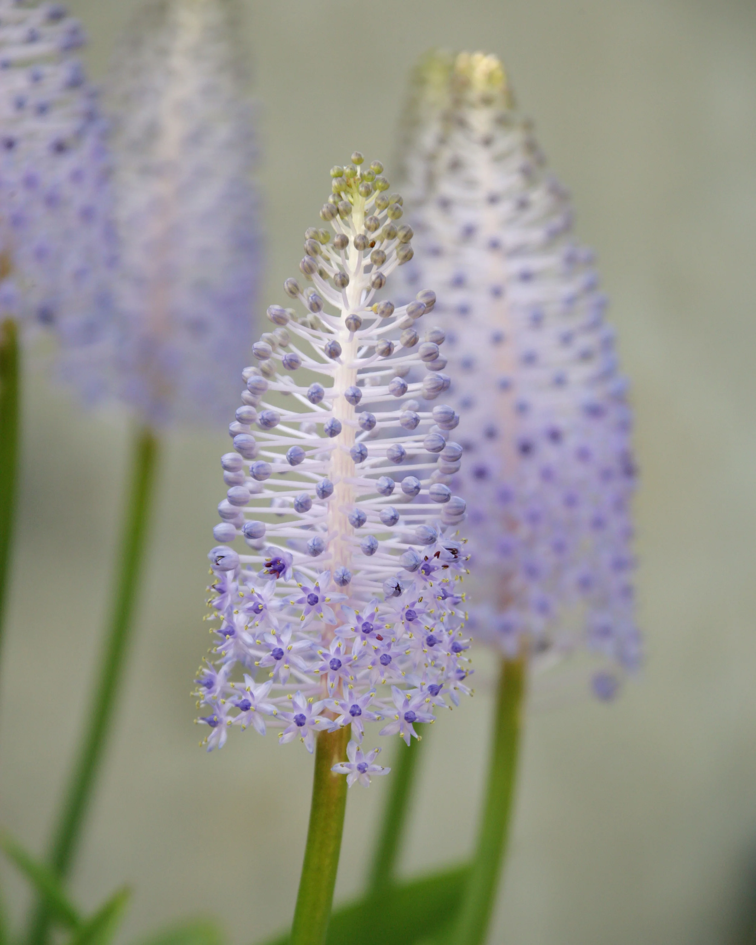 Scilla madeirensis - Image 4