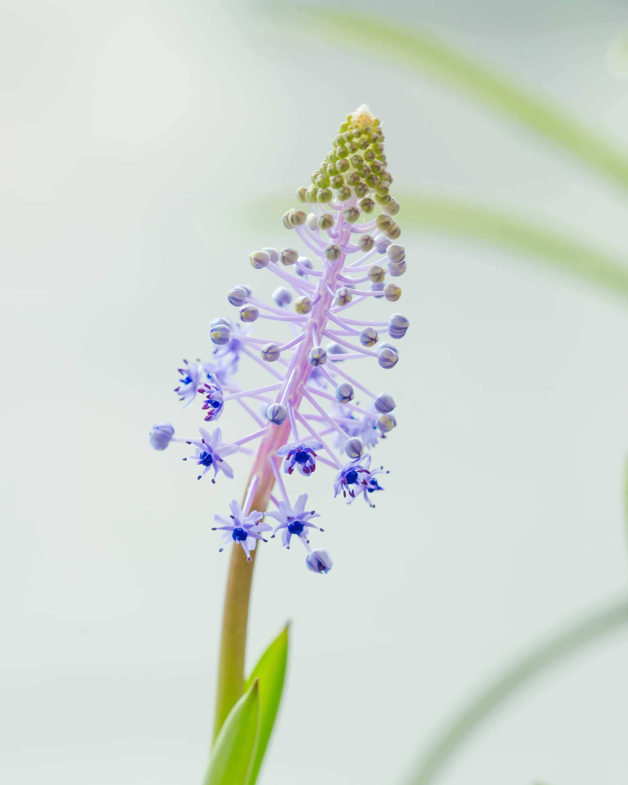 Scilla madeirensis - Image 5