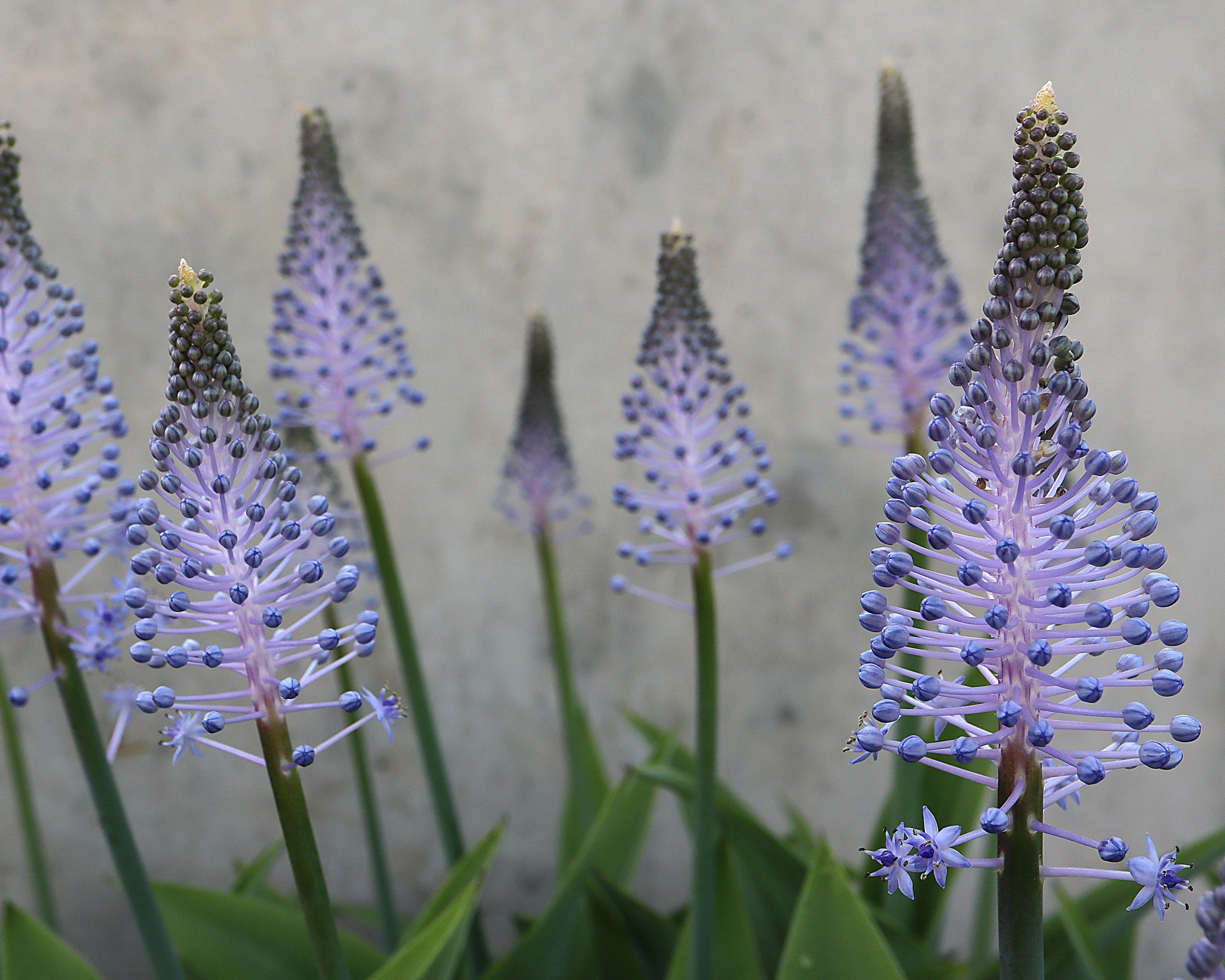 Scilla madeirensis - Image 7