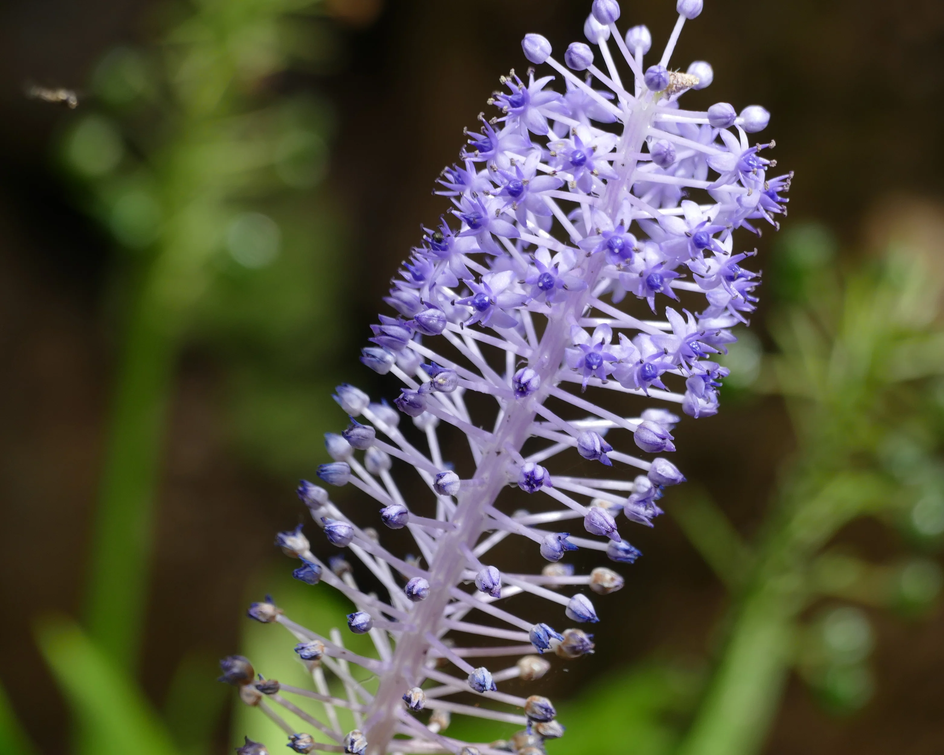 Scilla madeirensis - Image 8