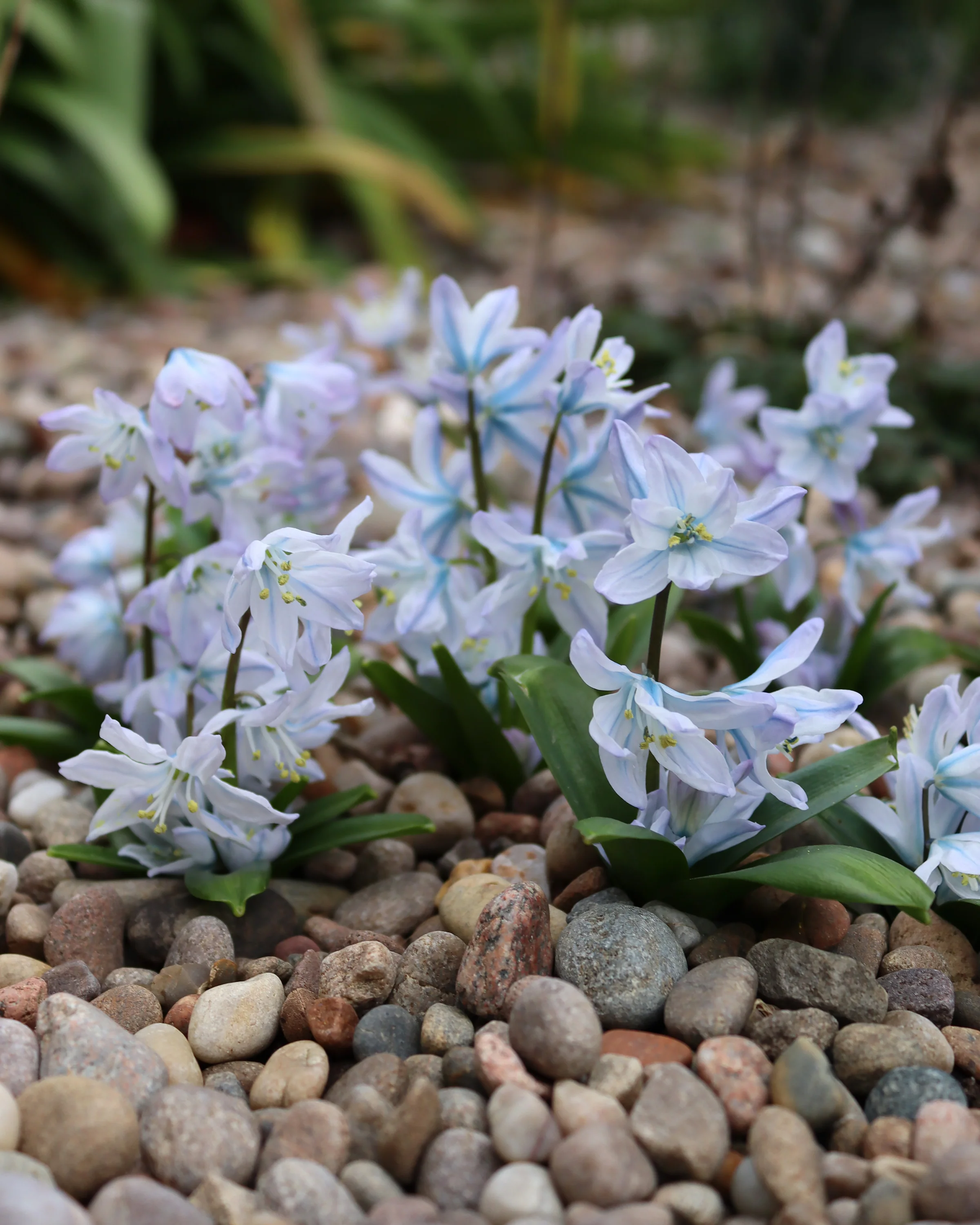 Scilla 'Tubergeniana' - Image 5