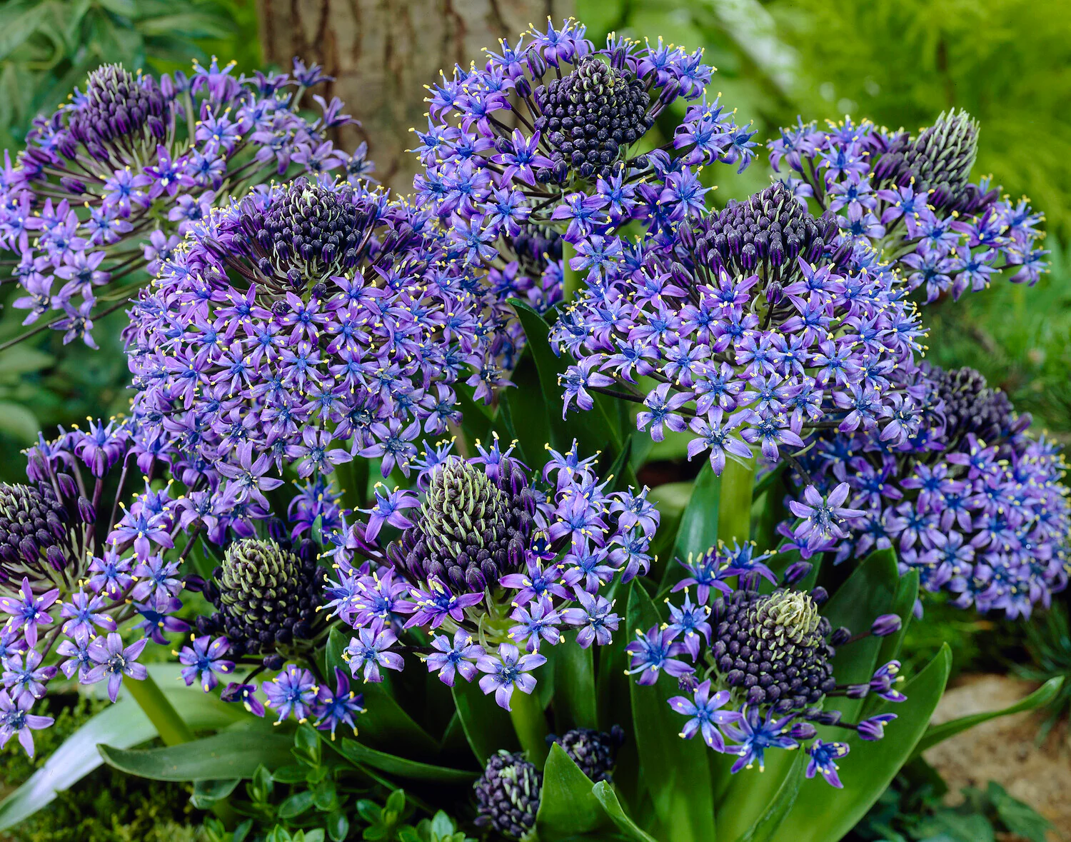 Scilla peruviana - Image 2