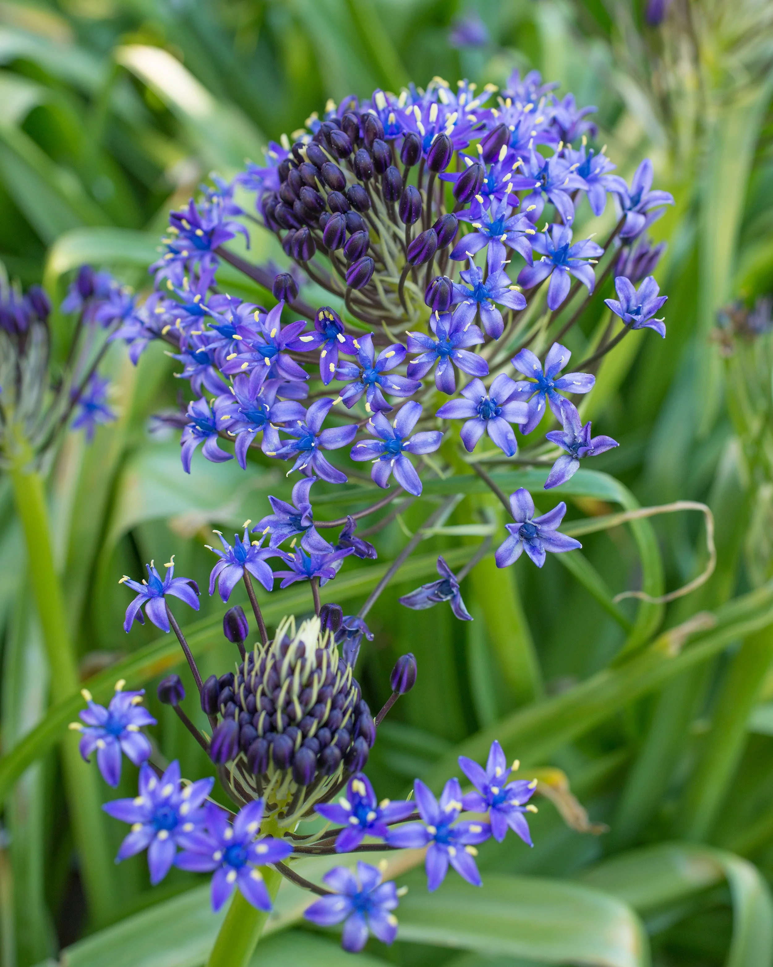 Scilla peruviana - Image 4