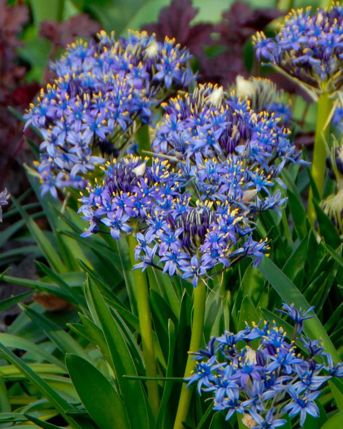 Scilla peruviana - Image 5