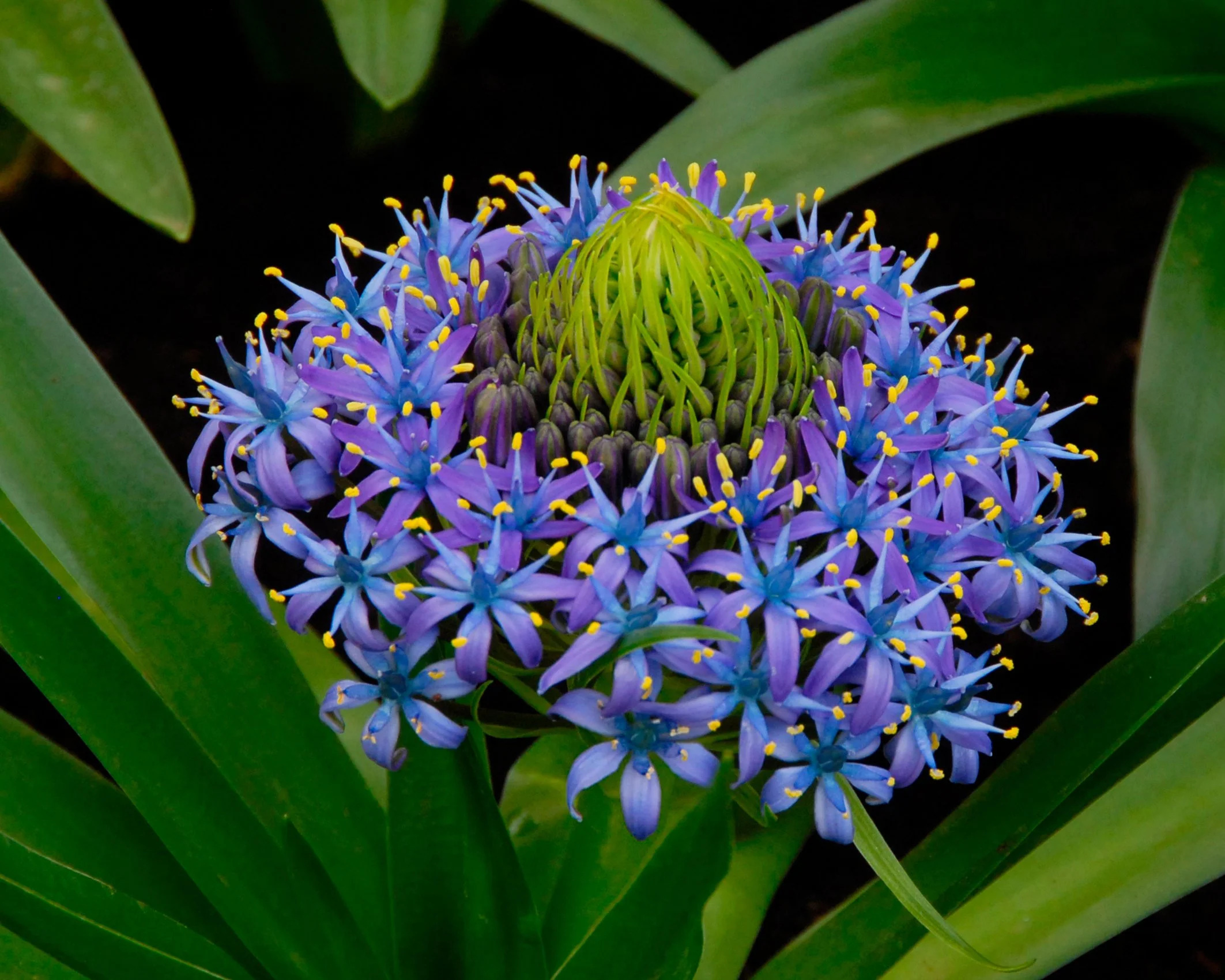 Scilla peruviana - Image 7