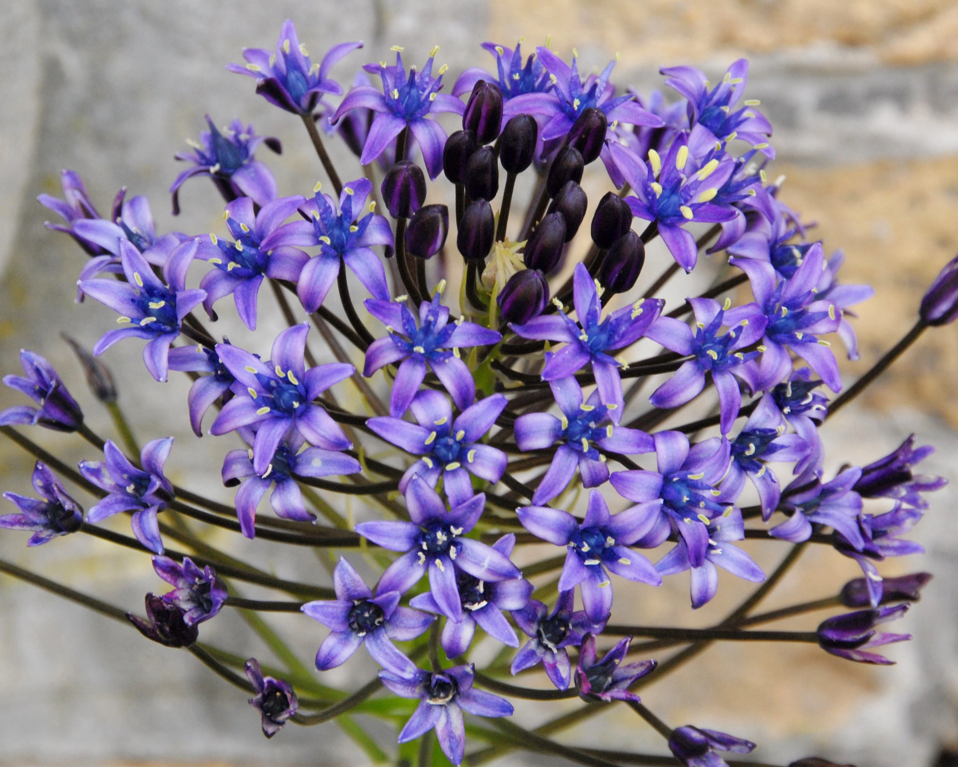 Scilla peruviana - Image 8