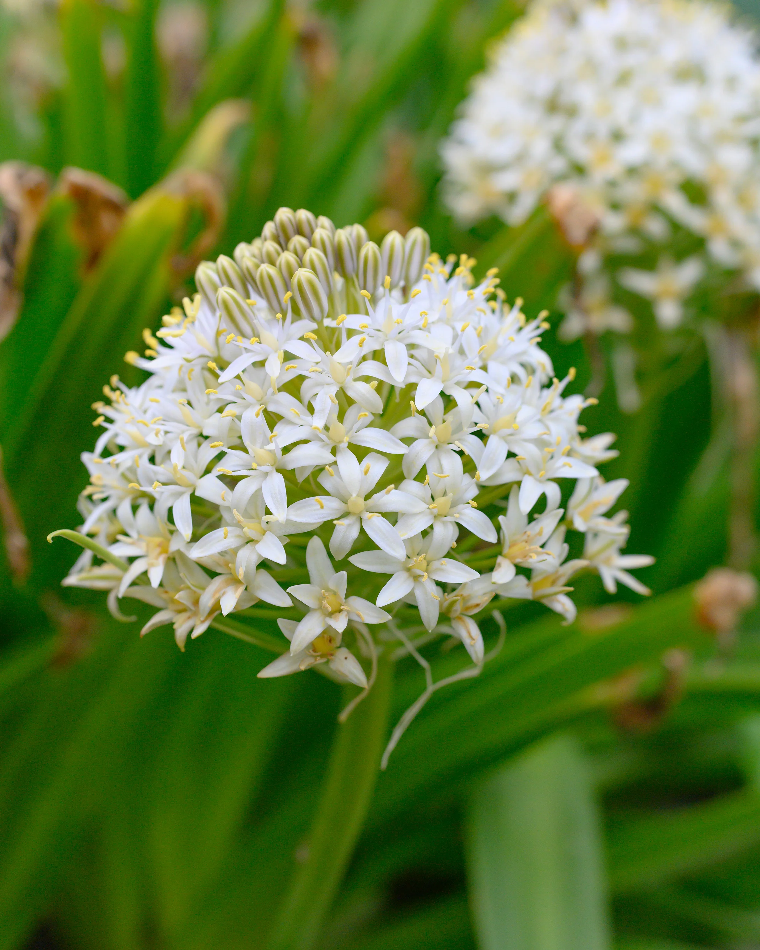 Scilla 'White Moon' - Image 2