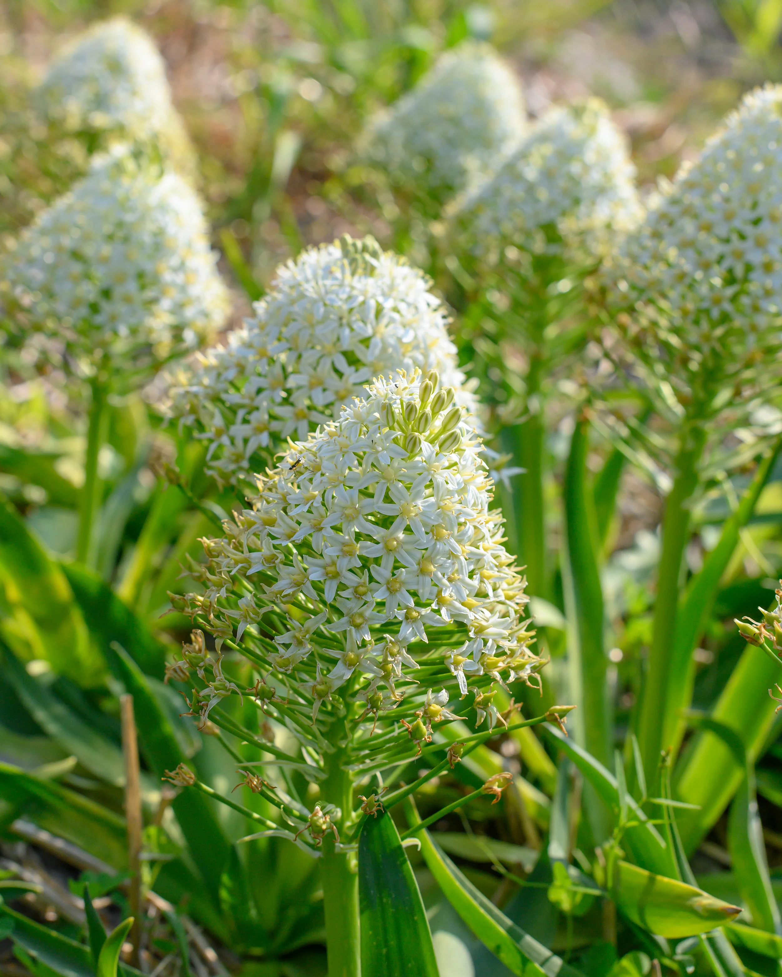 Scilla 'White Moon' - Image 3