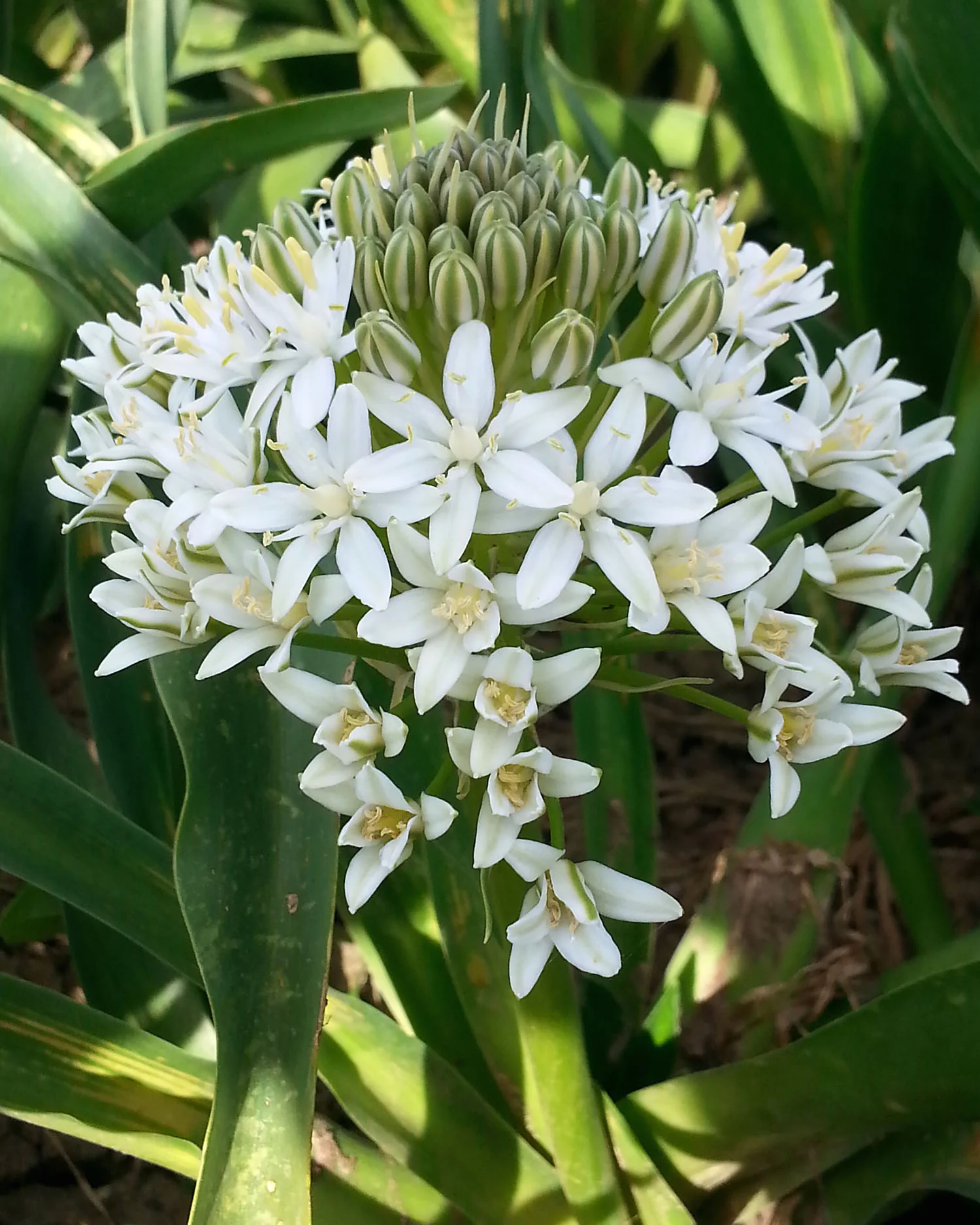 Scilla 'White Moon' - Image 5