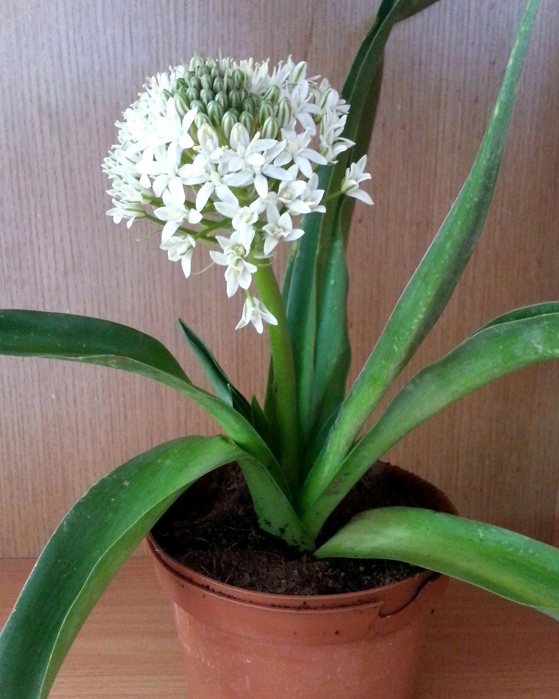 Scilla 'White Moon' - Image 6
