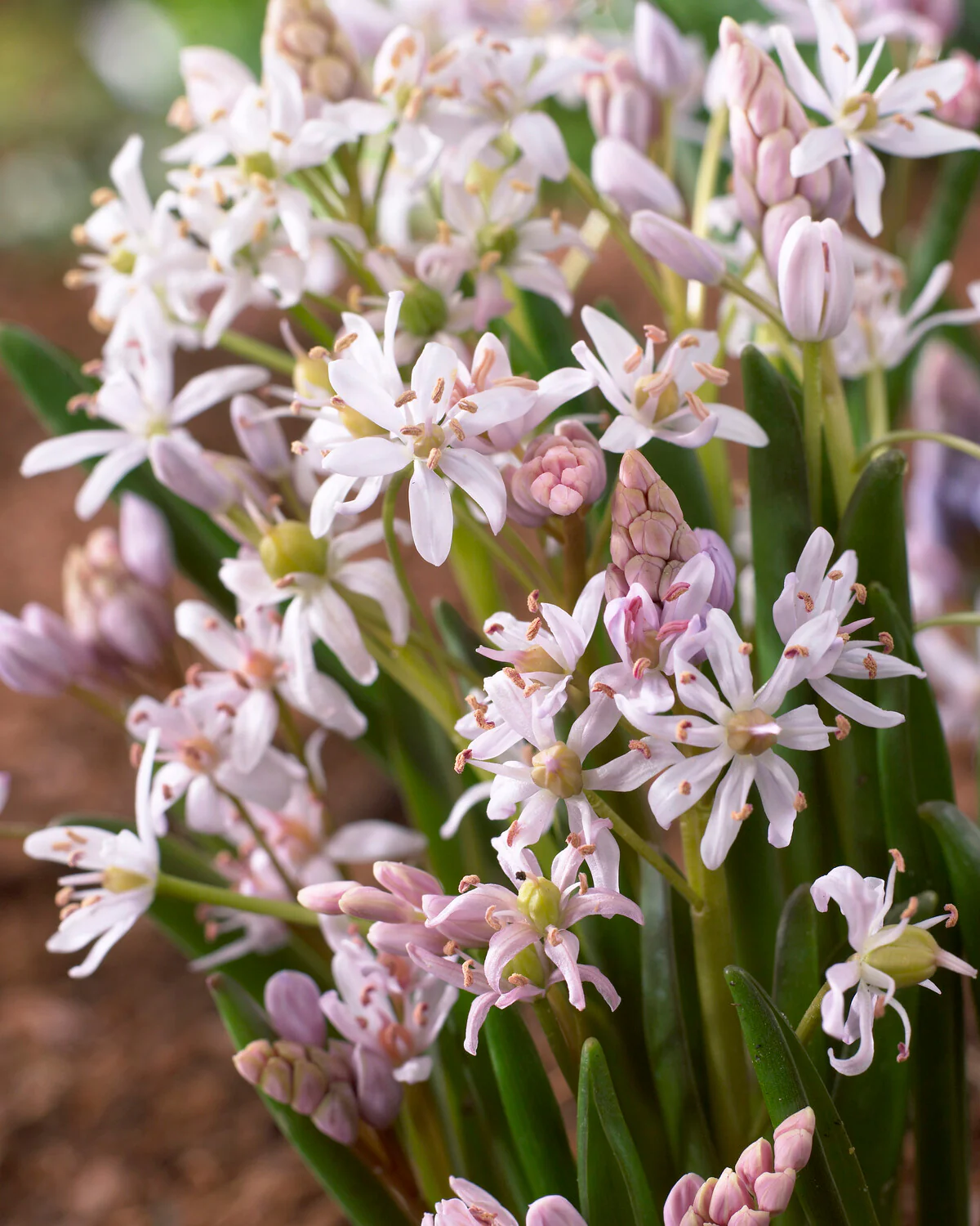 Scilla 'Rosea' - Image 2