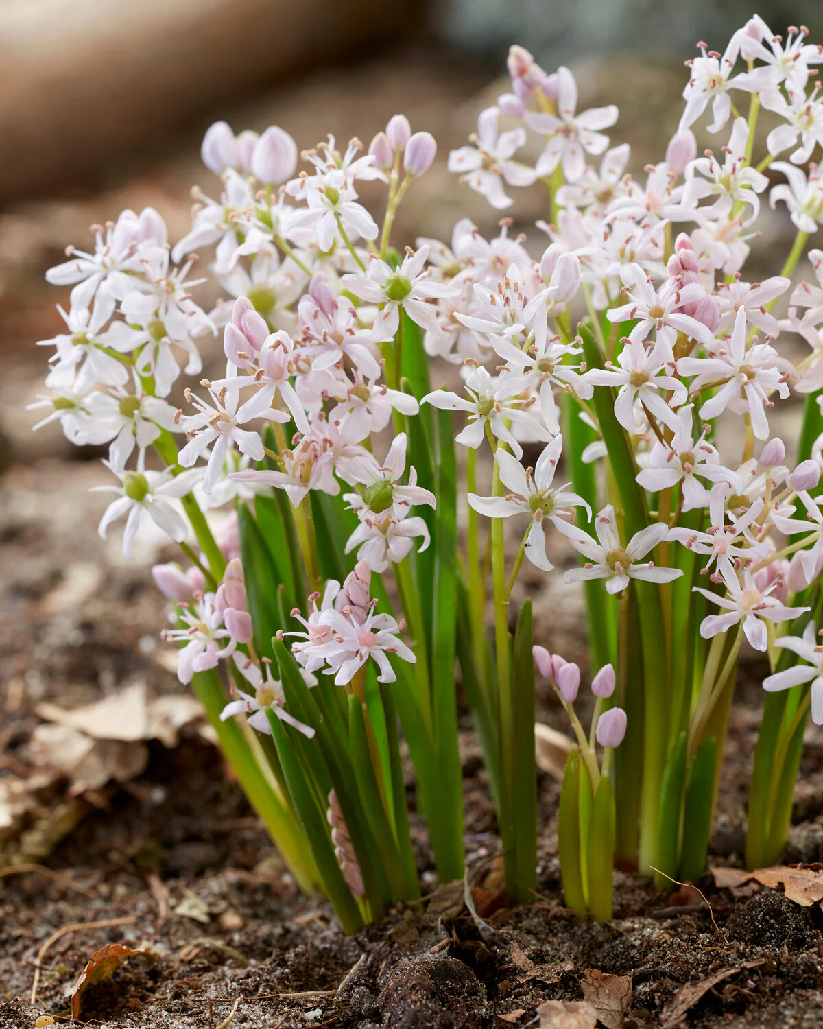 Scilla 'Rosea' - Image 3