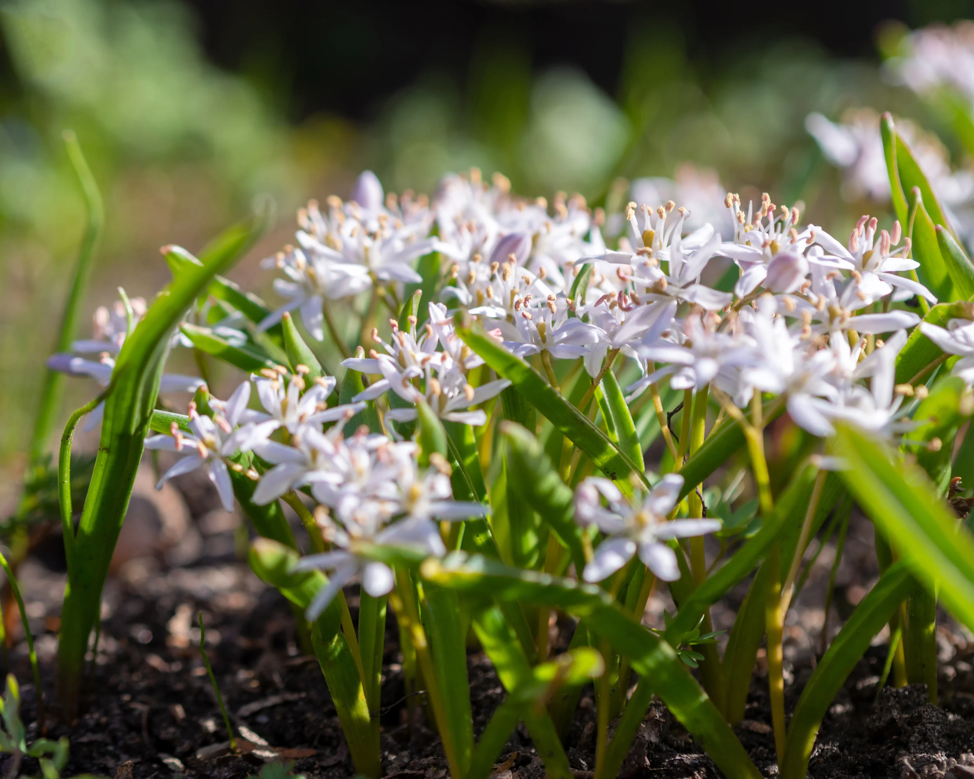 Scilla 'Rosea' - Image 5