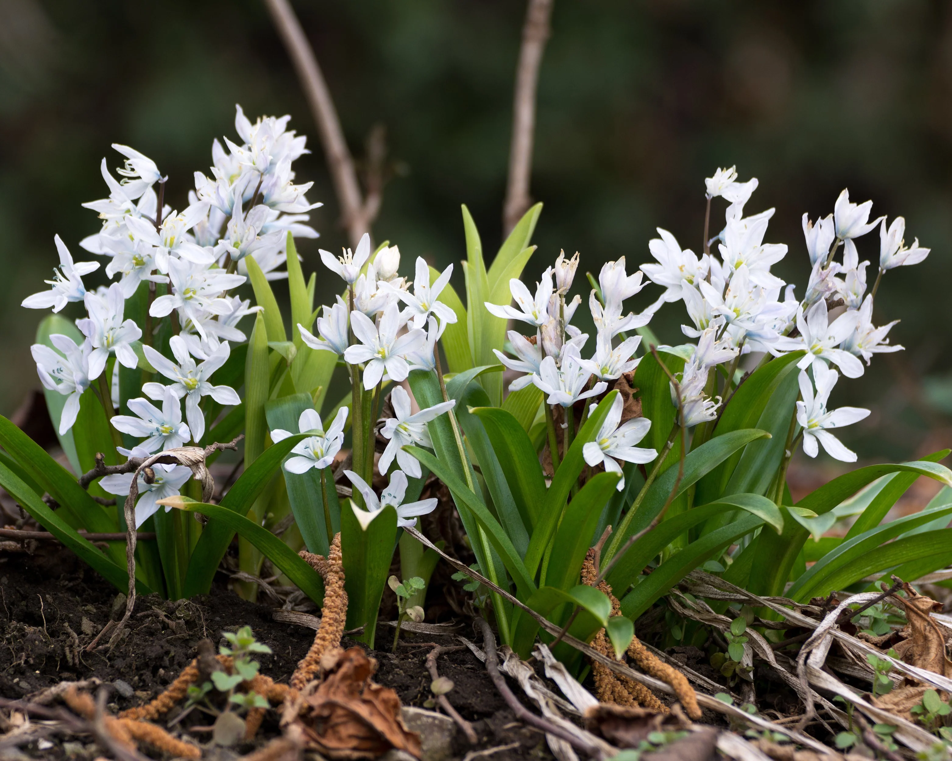 Scilla 'Alba' - Image 2