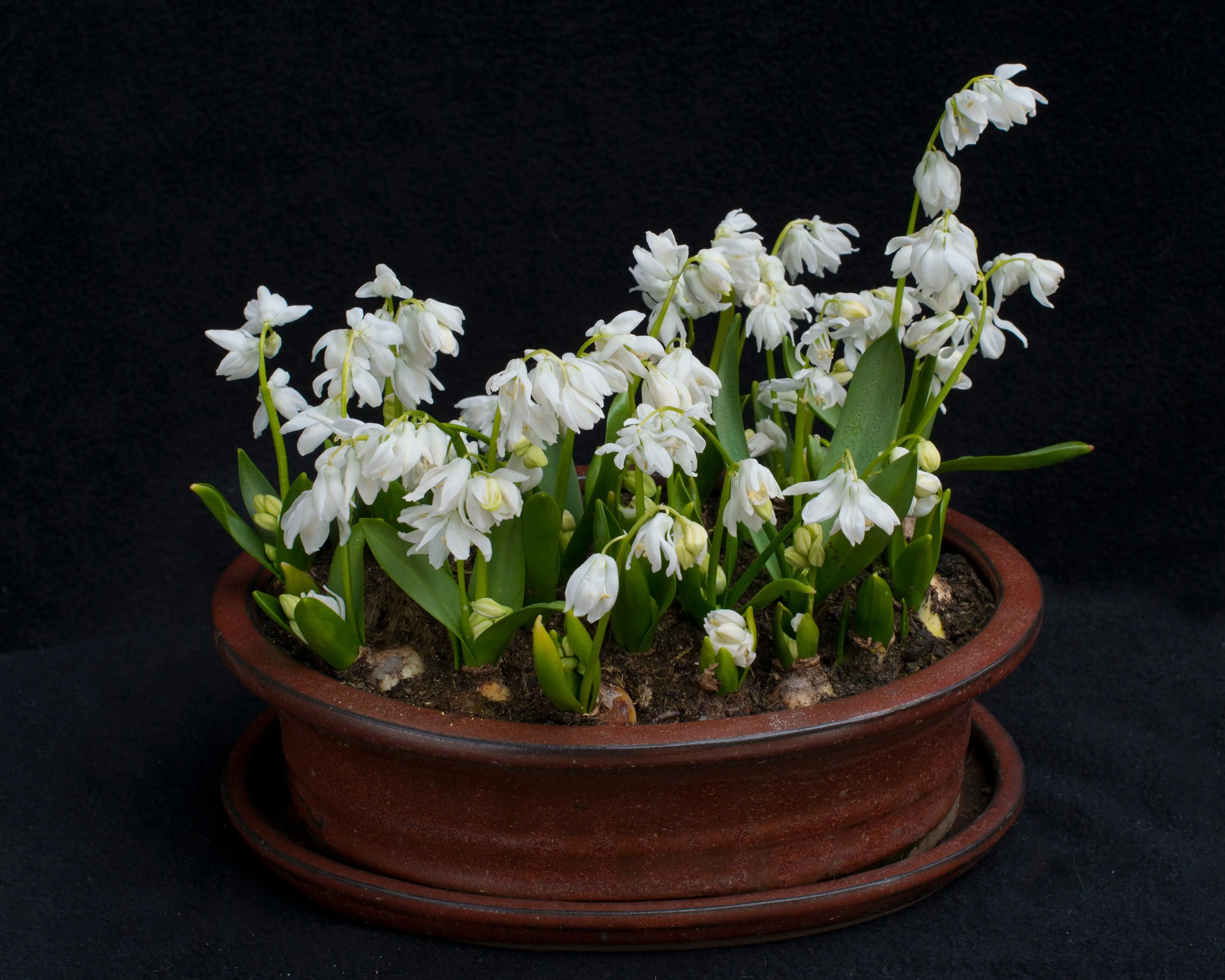 Scilla 'Alba' - Image 5