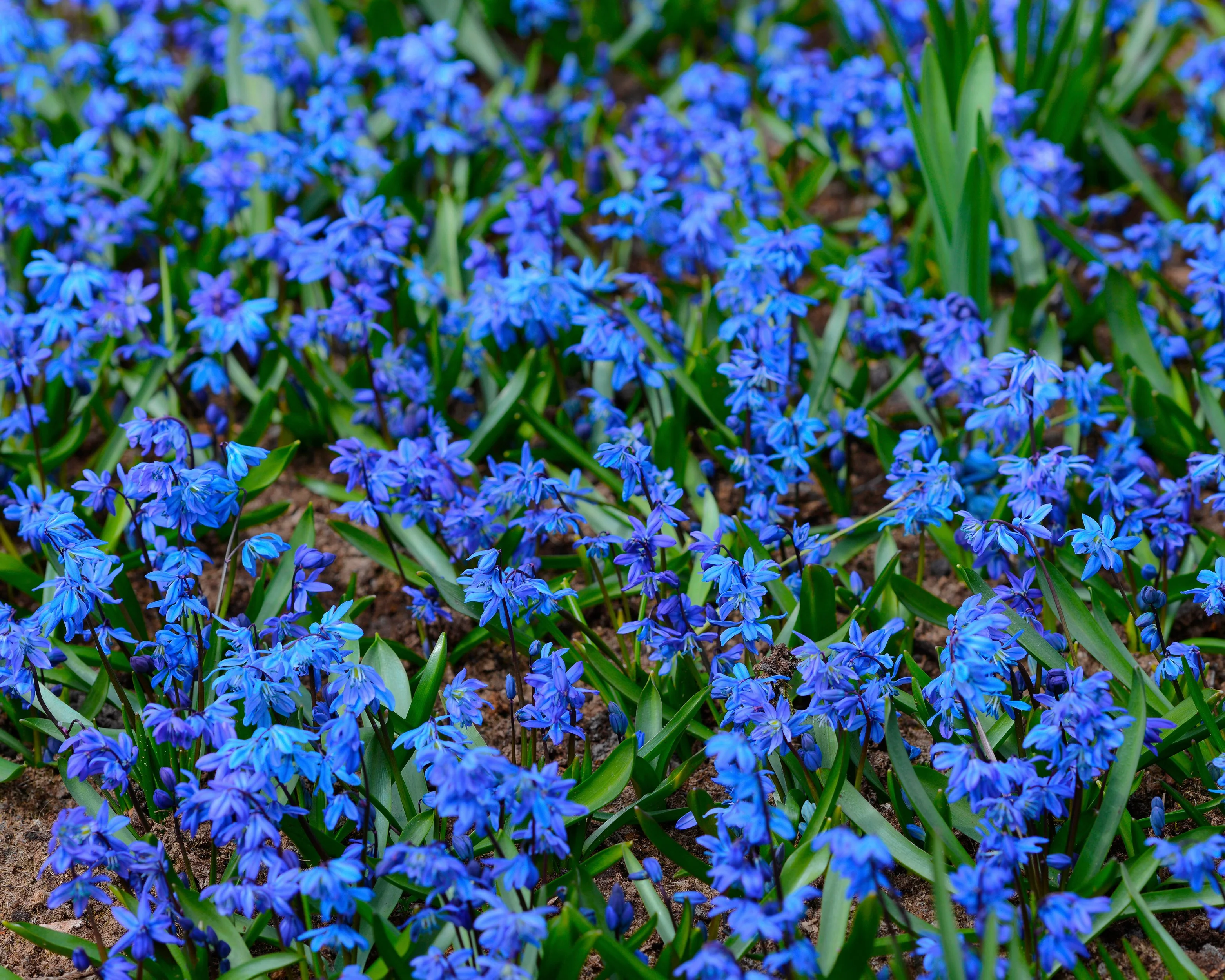 Scilla siberica - Image 10