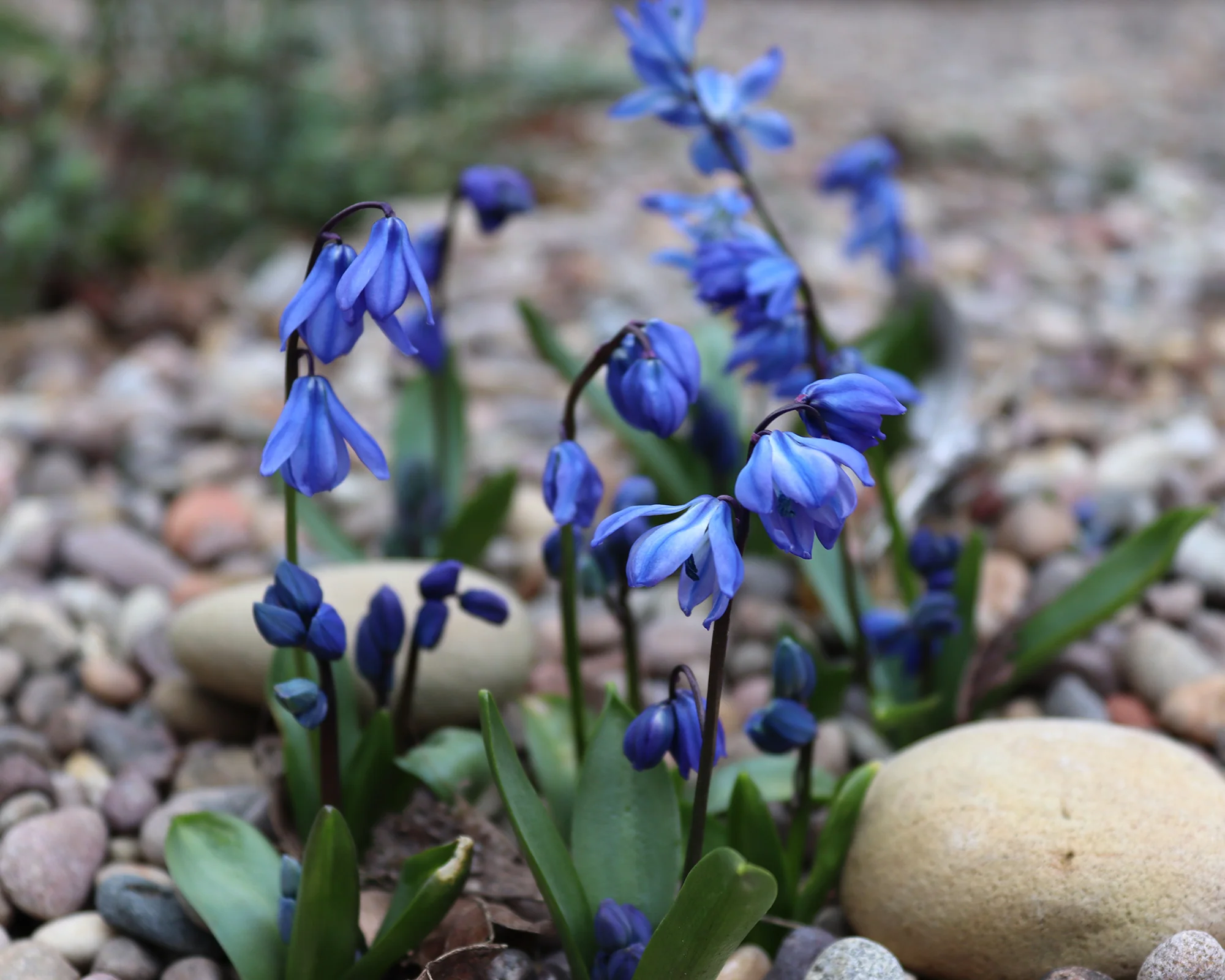 Scilla siberica - Image 11
