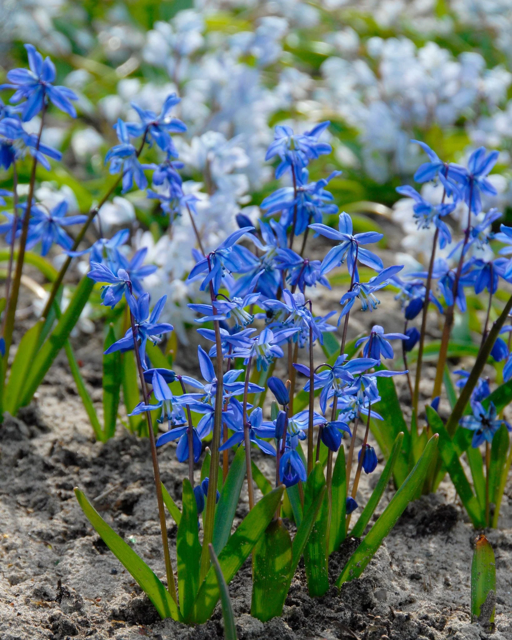 Scilla siberica - Image 3