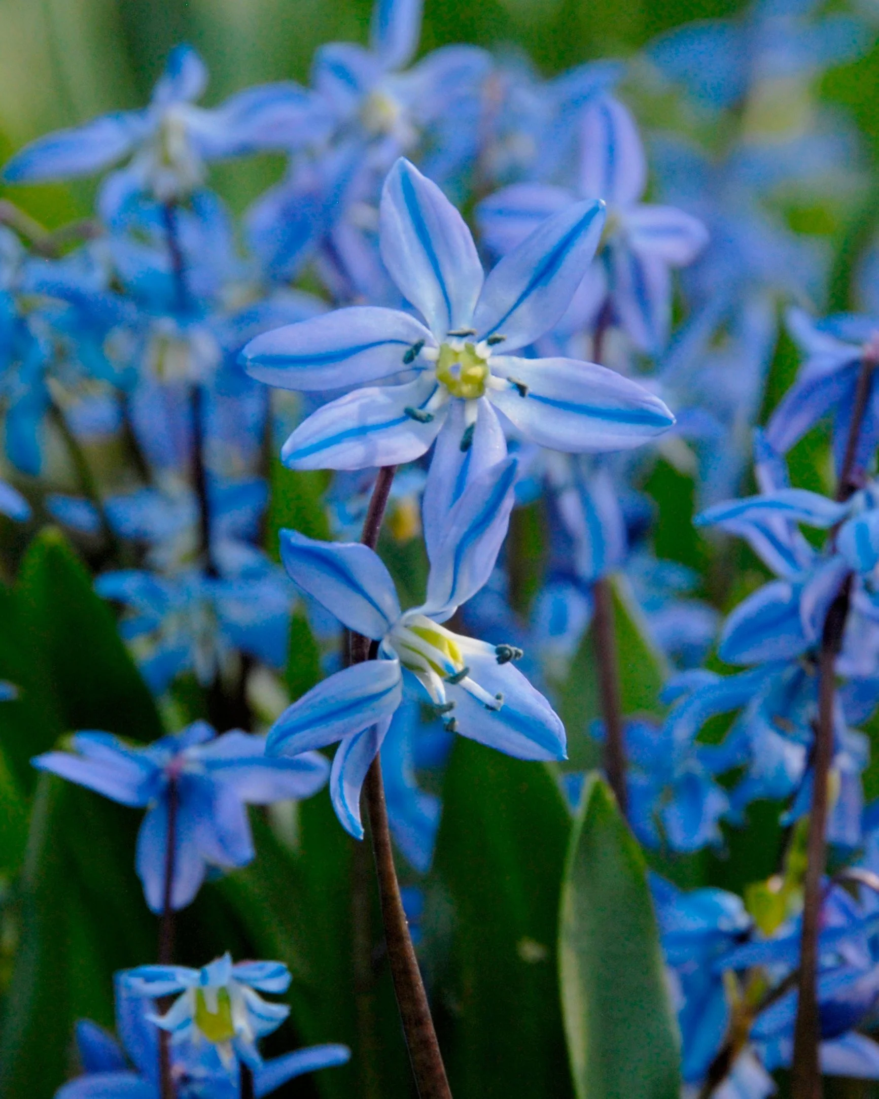 Scilla siberica - Image 4