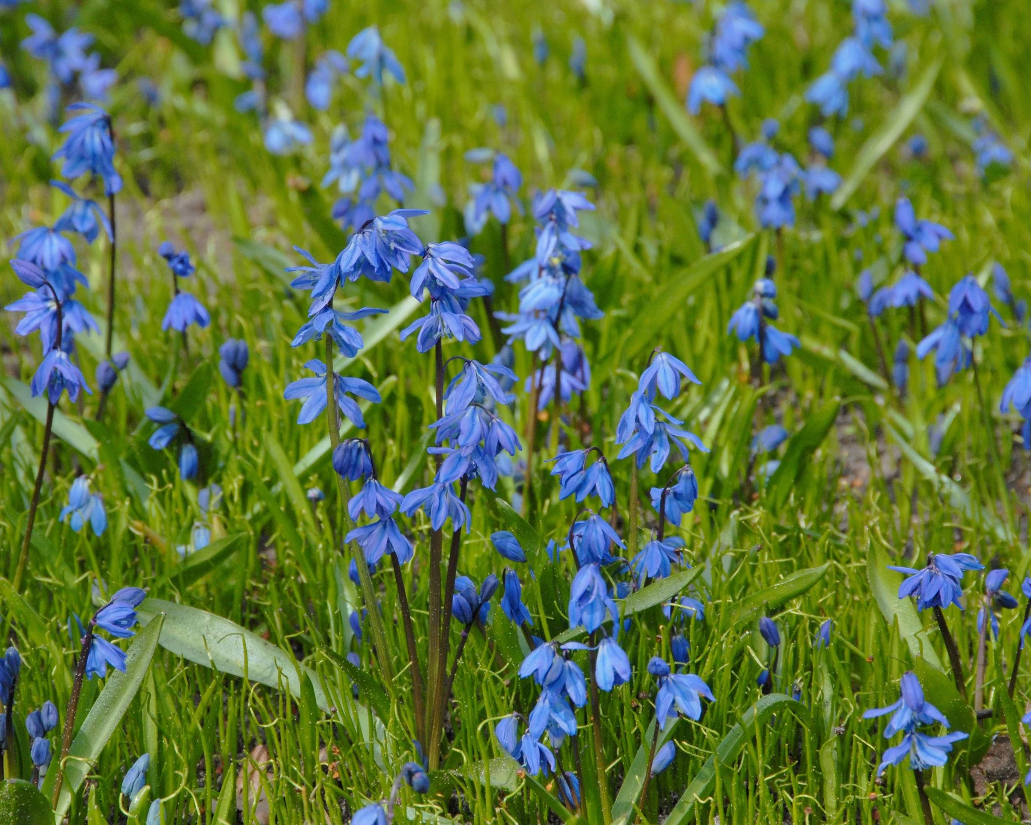 Scilla siberica - Image 5
