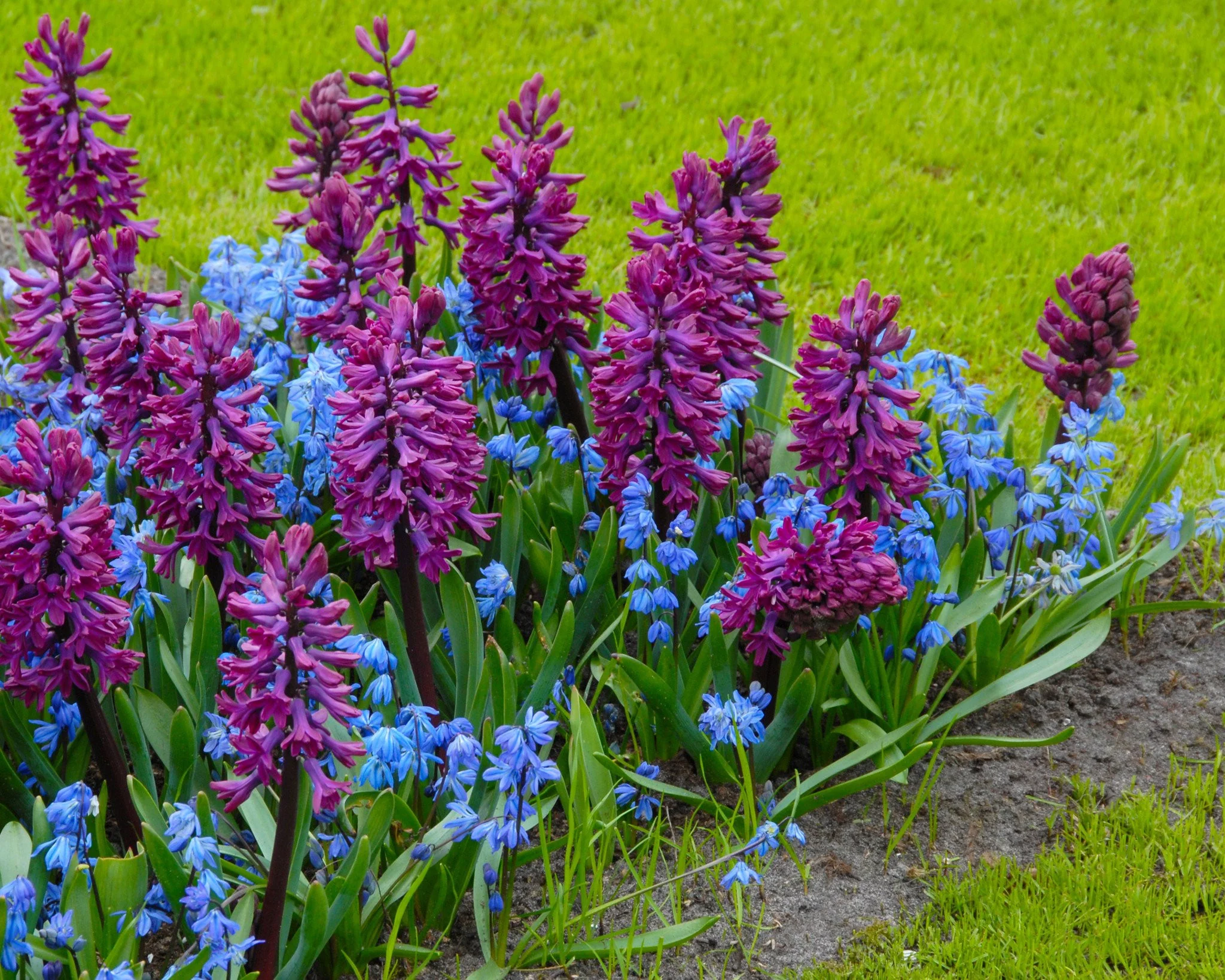 Scilla siberica - Image 6