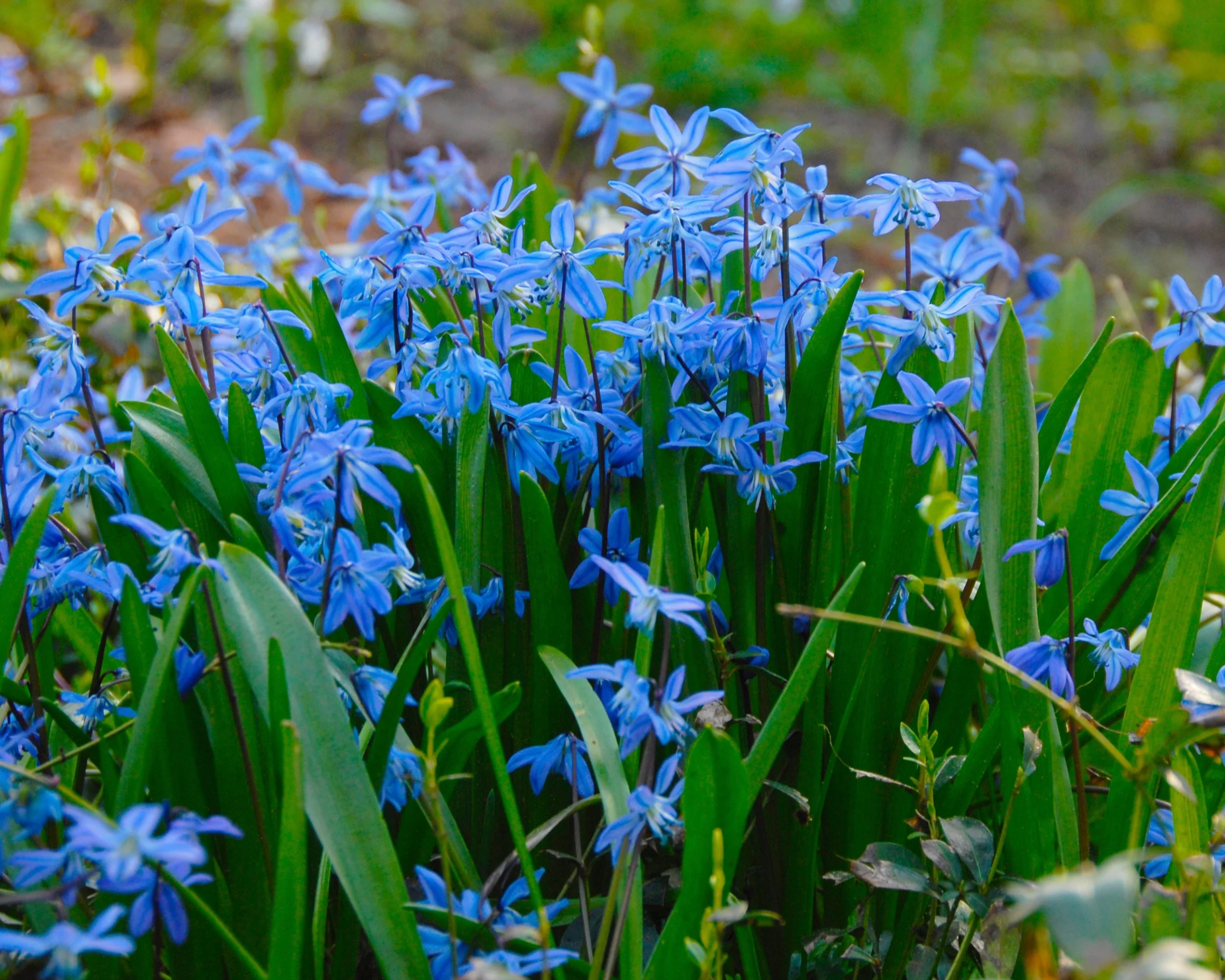 Scilla siberica - Image 7